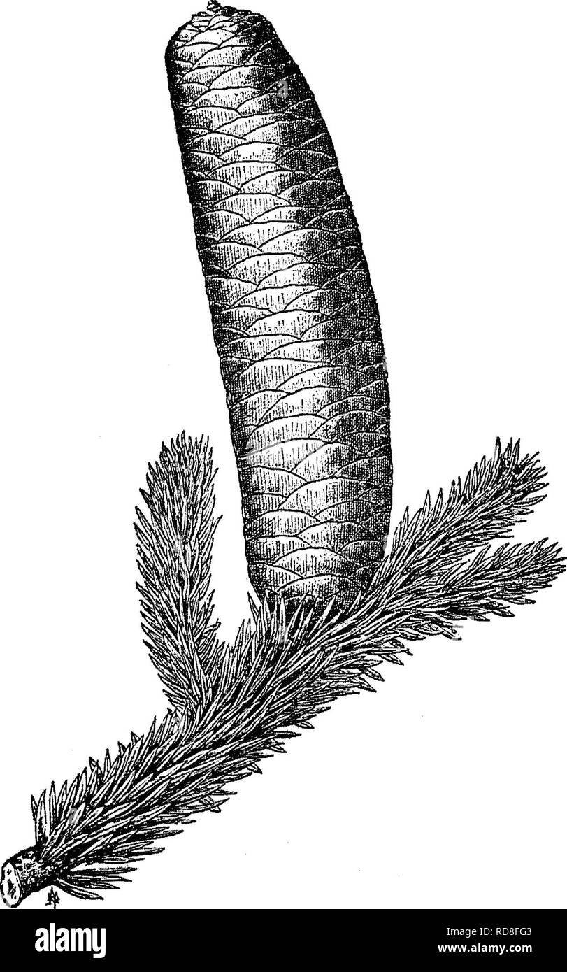 . La cura degli alberi nel prato, street e park, con un elenco di alberi e arbusti per uso decorativo. Alberi; alberi. 224 Alberi di ombra e di ornamento Abies (vedere anche Pkea, Abete rosso). Questo genere contiene una ventina di- tre specie provenienti dal nord e habitat montuoso, richiedendo cool. Fig. 67. - Abies pinsapo Boiss. posizioni per la migliore riuscita. Essi sono per lo più alti, shapely alberi conica simmetrica, rigido e formale del ramo abitudine, ma meno che nel bosco di abeti; la maggior parte con blunt-appuntita, foglie piatte, disposti a pettine; densamente foliaged, le foglie persistenti per sette a dodici anni, coni standi Foto Stock