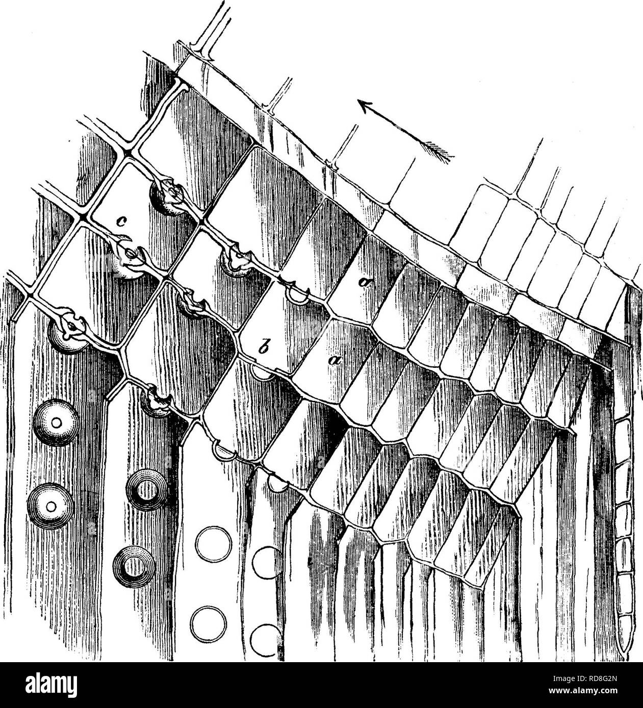 . Legname e di alcune delle sue malattie. Legno; alberi. 12 legname e di alcune delle sue malattie, [cap. numeri verso l'esterno del cambio cylin- der {i.e, per aggiungere alla corteccia) ma ci sono ora solo. Fig. 5.-porzione oi cambio di un fir, che mostra lo sviluppo del giovane tracheides legno dal cambio-cellule. La freccia punti al centro dello stelo. Il cambio-celle a lunghezza cessa di dividere e le pareti diventano più spessi (a), excefstat alcune zone dove il bordered box sono sviluppati (b e c a destra è un raggio midollare. Fortemente ingrandita, e il contenuto del cambio-cellule omesso f Foto Stock