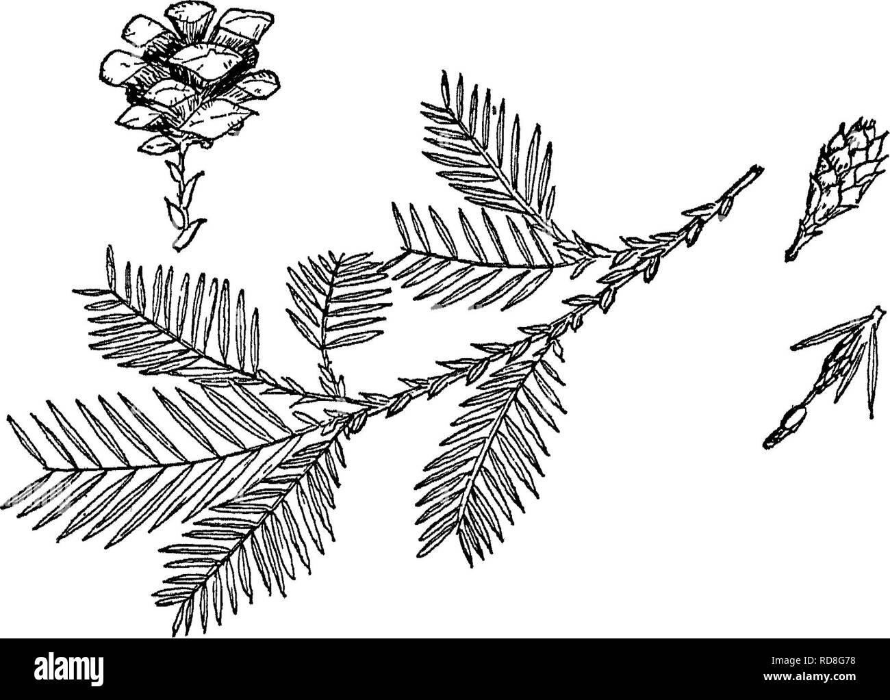 . Il libro di silvicoltura. Le foreste e la silvicoltura. Fig. 17,-Brancii, fiori e cono del Redwood. 197. Si prega di notare che queste immagini vengono estratte dalla pagina sottoposta a scansione di immagini che possono essere state migliorate digitalmente per la leggibilità - Colorazione e aspetto di queste illustrazioni potrebbero non perfettamente assomigliano al lavoro originale. Luna, Frederick Franklin, 1880-1929. New York [ecc. ] D. Appleton e azienda Foto Stock