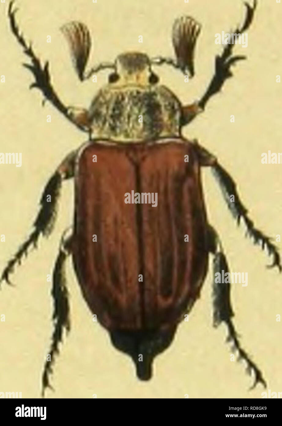 . C. G. Calwers Ka?ferbuch; Naturgeschichte der Ka?fer Europas zum Handgebrauche fu?r Sammler. Coleotteri. . Si prega di notare che queste immagini vengono estratte dalla pagina sottoposta a scansione di immagini che possono essere state migliorate digitalmente per la leggibilità - Colorazione e aspetto di queste illustrazioni potrebbero non perfettamente assomigliano al lavoro originale. Calwer, C. G. , -1874; Ja?ger, Gustav, 1865-. Stoccarda, J. Hoffman Foto Stock