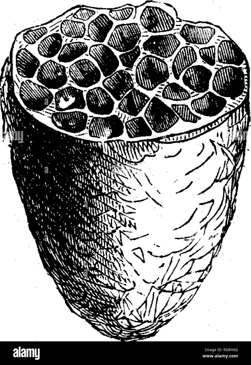 . Insetti dannosi per la frutta. Illustrato con quattro cento e quaranta legno-tagli. Pesti di insetto. Molto mao-nified ; le linee brevi a lato mostra la sua dimensione naturale. Una quarta friendly helper è un Ichneumon fly, conosciuto sotto il nome di peltata, Cryptus Cryptus extrematis Cresson, che infests il peltata larva in numeri grandi, riempiendo la sua crisalide in modo del tutto con la sua sottile, bozzoli cartaceo che una sezione trasversale reca una forte somiglianza con un pezzo di miele-comb. (Vedere Fig. 76.) Le mosche di questo parassita fuga in giugno, la femmina presentando l'aspetto mostrato nella Fig. 77, dove esso Foto Stock