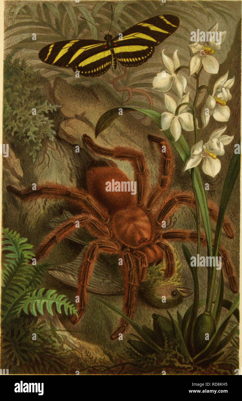 . Die Insekten, Tausendfu?ssler und Spinnen. Insetti; Arthropoda. VOGELSPINNE.. Si prega di notare che queste immagini vengono estratte dalla pagina sottoposta a scansione di immagini che possono essere state migliorate digitalmente per la leggibilità - Colorazione e aspetto di queste illustrazioni potrebbero non perfettamente assomigliano al lavoro originale. Taschenberg, Ernst Ludwig, 1818-1898; Brehm Alfred Edmund, 1829-1884. Brehms Thierleben, 2d ed. , V. 9. Leipzig, Bibliographische Institut Foto Stock