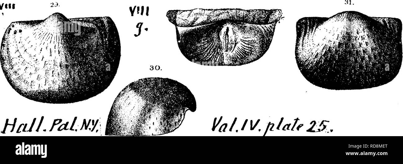 . Un dizionario dei fossili di Pennsylvania e gli Stati limitrofi denominato nelle relazioni e nei cataloghi del sondaggio ... Paleontologia. 751 Prod. rad, Jour. Acad. Nat. Sci. Fhila. Vol. 8, 1842, Chemung, Hall). Pal. N. Y. Vol. 4, p. 172, pi. 25, figg. Da 23 a 28.-In Pennsylvania collezioni : Spec. 807-11 (identificato da J. Hall, Nov, 1888). Marshall's Creek, contea di Monroe, in Hamilton; (?) Spec. 852- 2 (metà una valvola visto), Covington, Tioga County, In alto Che- mung; e nella contea di Covington, Spec. 854-23 (cast, forte pustole), 854-43 (calchi mostra pustole, alcuni esemplari che mostra bot Foto Stock