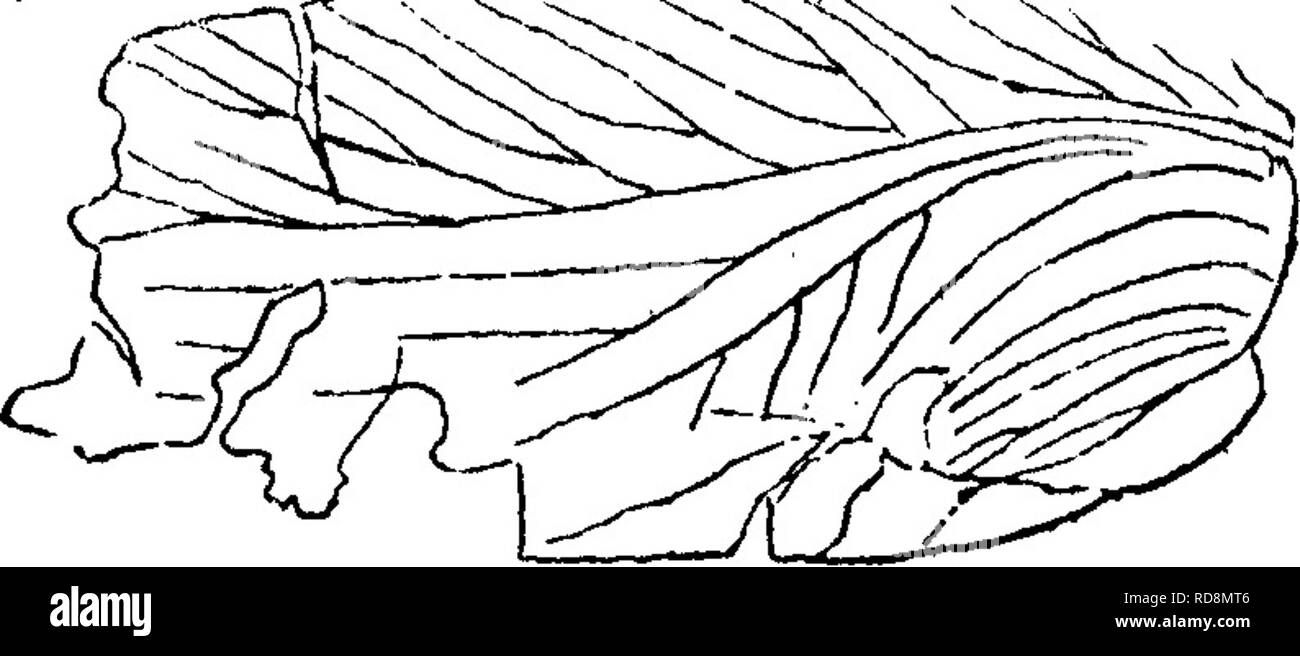 . Un dizionario dei fossili di Pennsylvania e gli Stati limitrofi denominato nelle relazioni e nei cataloghi del sondaggio ... Paleontologia. zne Poroblattina arcuata, Scudder. Uno scarafaggio da Trias. Poroblattina lakesii, Scudder. Un scarafaggio dal Trias^ vicino Fairplay, Colorado. Procedere- rali della Accademia delle Scienze Naturali^ Phila., 1885, p. 39. Fig. 936, {magniAed tre volte) Zittel's Handbuch.-Trias,. 936 posidonie, poco ostracoid lamellibranch conchiglie, vissuto in incredibilmente grandi numeri nella parte superiore del carbone misurare e superiore misura sterile età. Vedere Stevenson di riferimenti ai loro ab Foto Stock