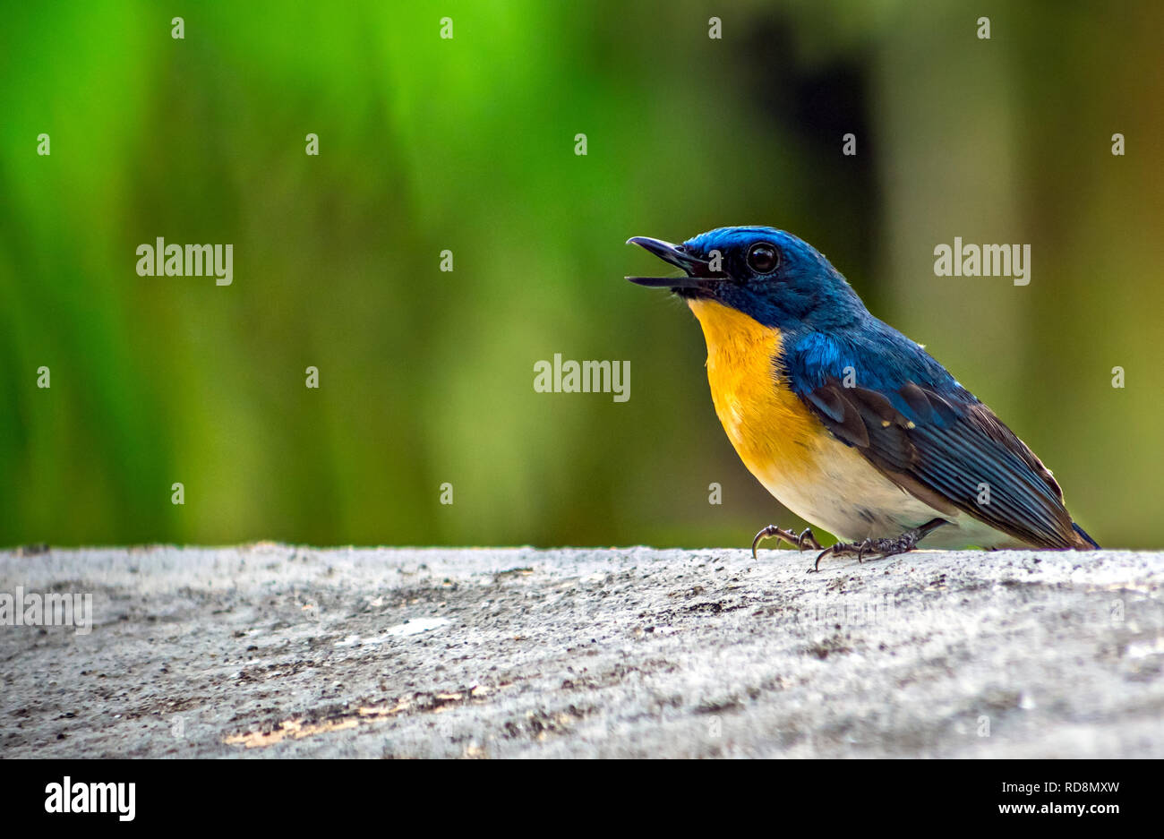 Indian Blue Robin(Larvivora brunnea) è trovato nel subcontinente indiano. È considerato uno del Vecchio Mondo flycatchers in tamily Muscicapidae. Foto Stock
