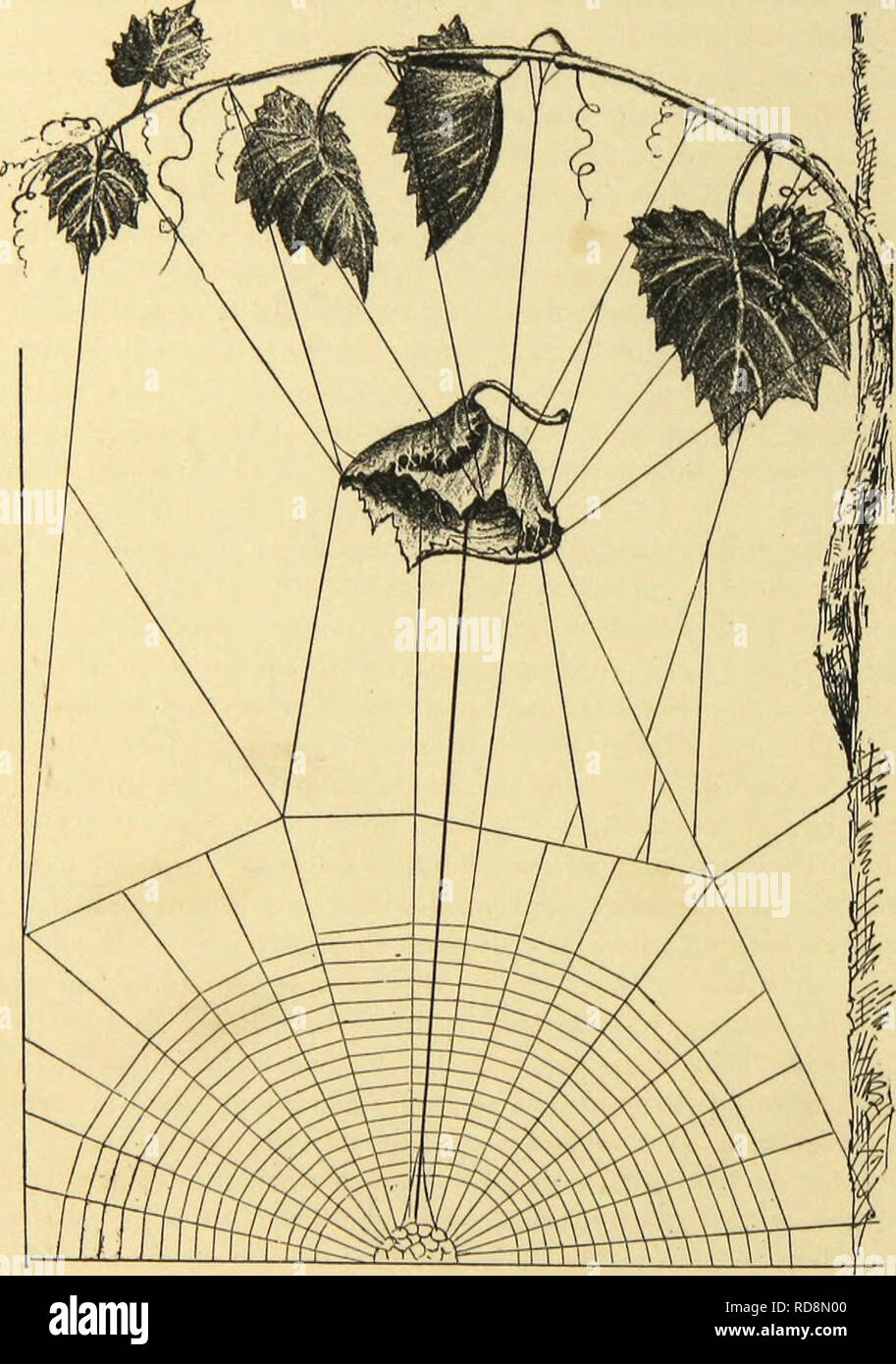 Ragni americani e il loro lavoro di filatura. Una storia ...