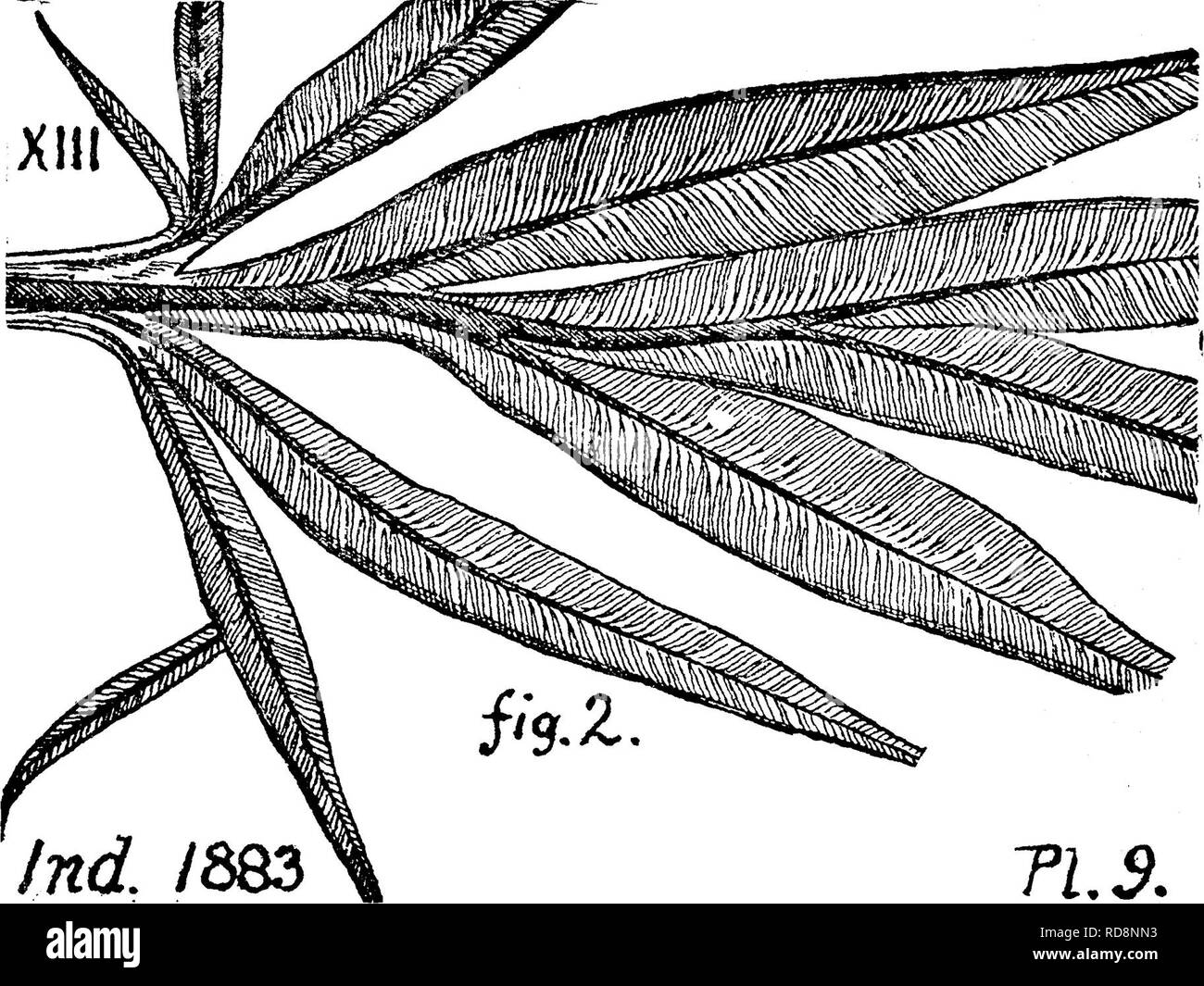 . Un dizionario dei fossili di Pennsylvania e gli Stati limitrofi denominato nelle relazioni e nei cataloghi del sondaggio ... Paleontologia. 385 Megal. corone di molari superiori; 10, sezioni di corone di abbassare mo- lars sul lato destro. Confronta M, je-fFersoni^ Leidy.-Fonnd porta nella grotta di Kennedy, Chester Co., Pa., con frammenti di ossa lunghe di riferimento incerto. Chiamato dopo la fine di Charles M. Wheatley, di Phoenixville, ai quali la geologia del nostro stato tanto deve.-Post-pleiocene. Nota.-Queste specie di giganteschi estinti bradipi con enor- mously potenti artigli (ONYX, quindi il nome generico) vissuto Foto Stock