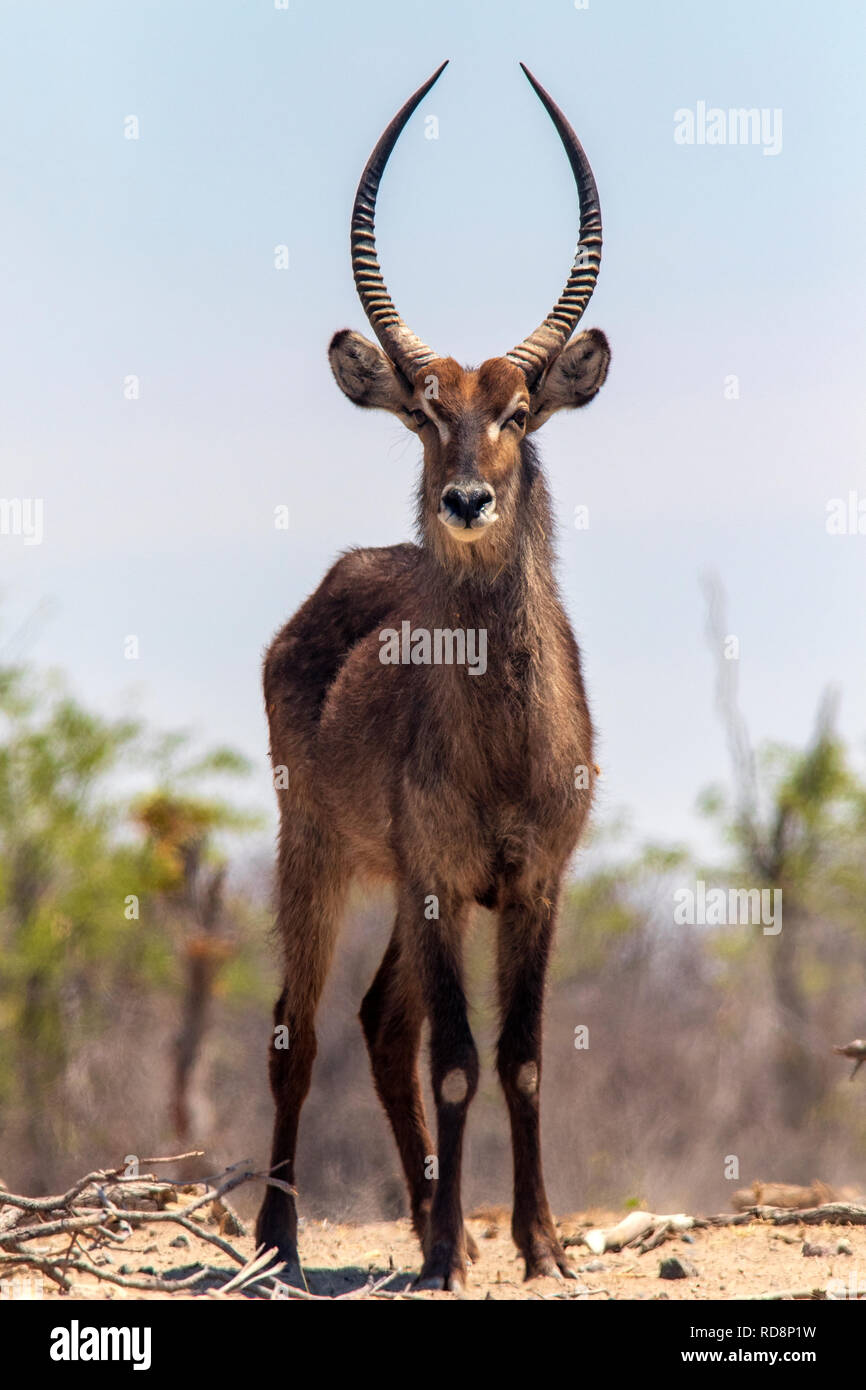 Waterbuck (Kobus ellipsiprymnus) - Safarihoek Lodge, Etosha altezze, vicino al Parco Nazionale di Etosha, Namibia, Africa Foto Stock