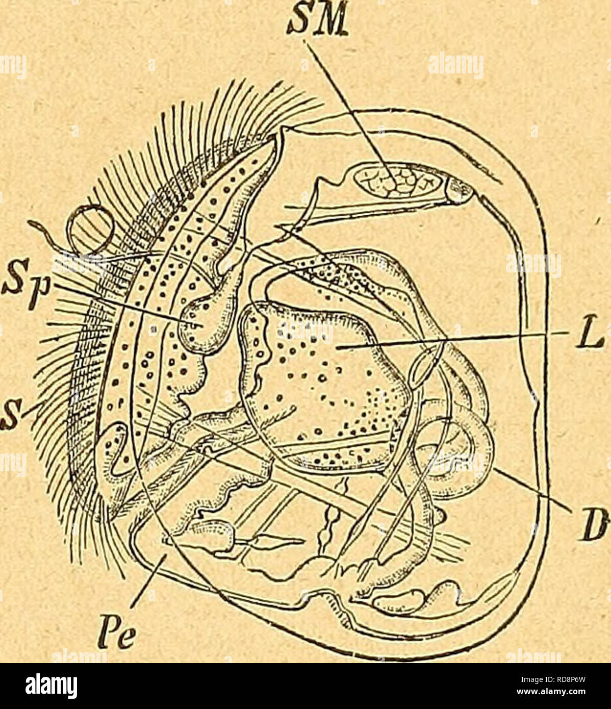 . Einführung in die europäische Meeresmolluskenfauna an der mano Hauptrepräsentanten ihrer. 85 Modioläria nigra, grigio Schwarze Bohnenmuschel. Taf. 17. Fig. 5. Der vorigen ähnlich, aber größer und dunkler gefärbt, die größten Exemplare erreichen 35 millimetro Länge. Aufenthalt: In der Nord- und Ostsee, in der regione des schwarzen Schlammes. Eine nur Sehr kleine Formen umfassende Familie von der Muscheln Nordmeere sind die Kelliidae, mit der Gattung: Montacüta Turton, Linsenmuschel. Die Schale ist dreieckig eiförmig, Das Schloss hat 2 Seitenzähne in jeder Klappe und unter dem Wirbel eine Grube mi Foto Stock