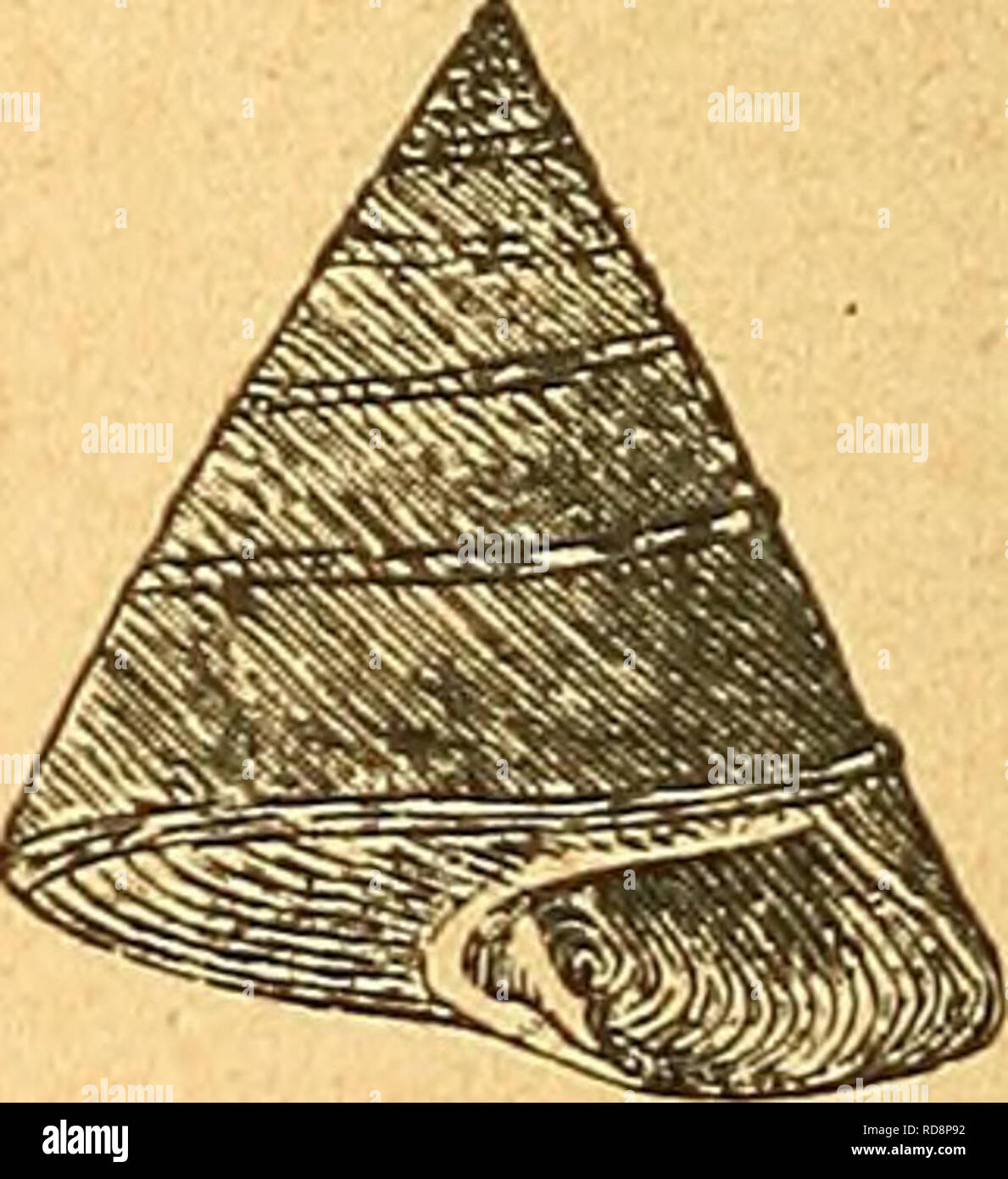 . Einführung in die europäische Meeresmolluskenfauna an der mano Hauptrepräsentanten ihrer. Text-Fig. 58. Poizellanschnecke, Cypraea, der Länge nach durchgeschnitten, Typ eines einge- rollten Gehäuses. Text-Fig. 57. Benennung der einzelnen pièces einer spiralgewundenen Schneckenschale (nach Martens). Un Spitze, v Windungen (Umgänge, anfractus), st Naht, c Anwachsstreifen, Mün ap- sterco (apertura), cl colummellarrand(Sp'ndelrand), o Außenlippe, cn Kanal, Ausschnitt, n Nabel.. Text-Fig. 59. Trocrus zizyphinus. noch mehr Windungen gezählt werden können. Je geringer die Zahl derselben ist, desto rasc Foto Stock