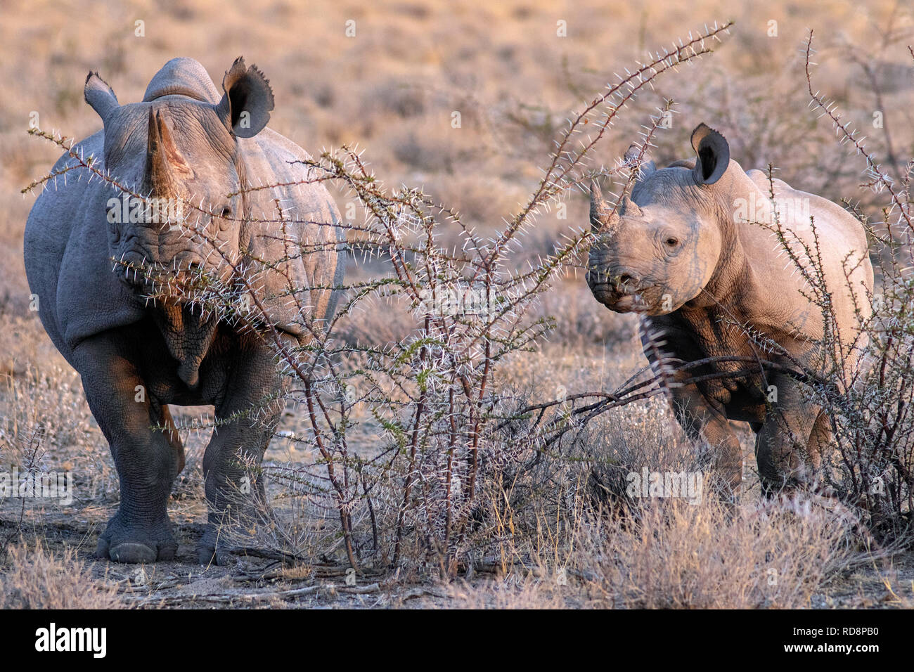 Il rinoceronte nero (Diceros simum) madre e vitello - vicino a Parco Nazionale Etosha, Namibia, Africa Foto Stock Il rinoceronte nero (Diceros simum) madre e vitello - vicino a Parco Nazionale Etosha, Namibia, Africa Foto Stock