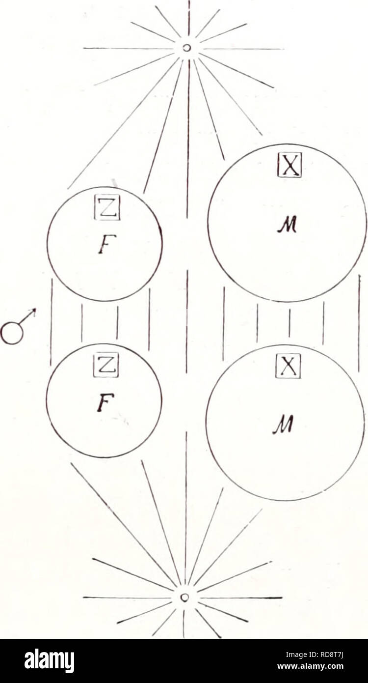 . Einführung in die Vererbungswissenschaft; in zweiundzwanzig Vorlesungen für Studierende, Aerzte, Züchter. Ereditarietà. Fig. 129 B. Das gleiche wie dello schema di Fig. 129.-/ nur unter der Annahme, umgekehrt dass das weib- liche Geschlecht heterogametische das ist. verteilt wird und Fig. 129 B, wie es ist, wenn das umgekehrt £ Geschlecht heterogametische das ist. Die Schwierigkeiten sind damit überwunden. Und nunmehr können wir unseren alten Faden wieder aufnehmen und die Konsequenzen für das Problem der Geschlechtsvererbung weiter verfolgen.. Si prega di notare che queste immagini vengono estratte dalla pagina sottoposta a scansione Foto Stock