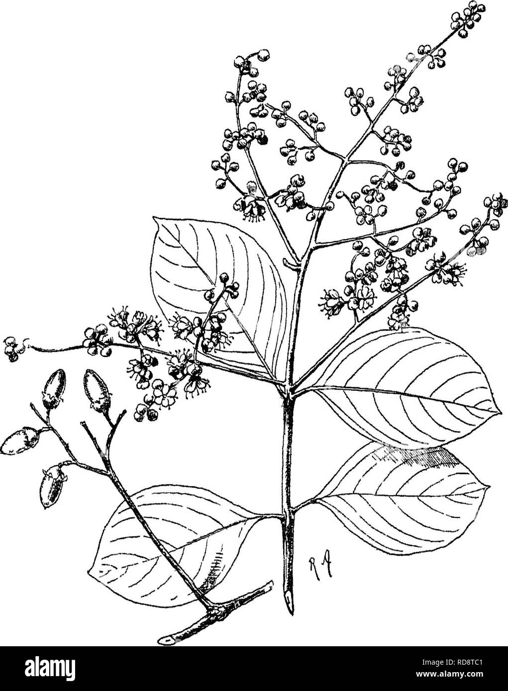 . Alberi indiano : un account di alberi, arbusti, woody scalatori, bambù e palme indigene o coltivati comunemente nel British impero indiano. Alberi. Oddone LIII. [LYTHRACEJE Lager strosmia schisi in 6 lobi di forma ovale, petali nnguieulate, bordo ondulato. Stami numerosi, inserito in corrispondenza o al di sopra del fondo del calice-tubo, 6 spesso più robusto e più di altri, antere versatili. Ovaia libero, 3-G-celled, stile, filiformi ovuli numerosi, attaccato al axile placente. La capsula coriaceo, 36-celled, girt alla base dalla persistente calice, dehiscing loculicidally in 3-6 valvole. Semi alato. A. calice-tu Foto Stock