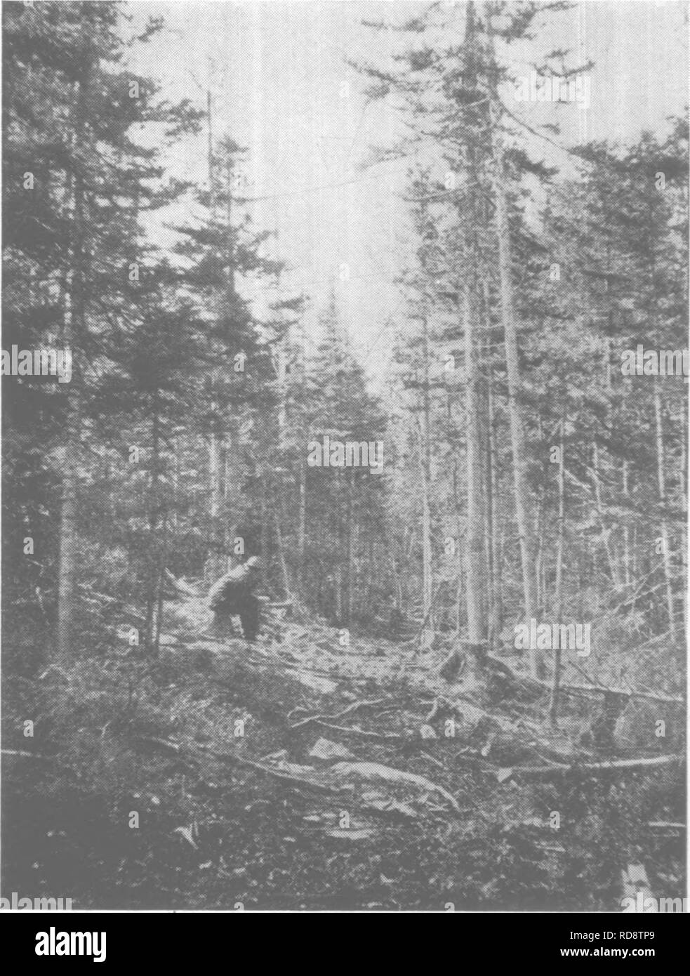 . La protezione della foresta e la conservazione nel Maine, 1919. Le foreste e la silvicoltura. MAINE Distretto Forestale 35 dopo gli incendi che potrebbe iniziare a. Vi è stato uno iniziato questo mare- figlio e aveva un bel passo in avanti, ma con la quantità di secchi lì memorizzato e un grande equipaggio del driver è stato presto extin- guished. Ma è una trappola di fuoco lungo questo flusso in quanto vi è un sacco di slash e dovrebbe essere curato con attenzione. Sono stato al di sopra del distretto e ha preso in considerazione gli strumenti. Ho trovato alcuni nelle caselle e somje sparsi intorno. Ho raccolto tutte le ho potuto trovare e bloccato. Non credo che abbiamo perso molte Foto Stock . La protezione della foresta e la conservazione nel Maine, 1919. Le foreste e la silvicoltura. MAINE Distretto Forestale 35 dopo gli incendi che potrebbe iniziare a. Vi è stato uno iniziato questo mare- figlio e aveva un bel passo in avanti, ma con la quantità di secchi lì memorizzato e un grande equipaggio del driver è stato presto extin- guished. Ma è una trappola di fuoco lungo questo flusso in quanto vi è un sacco di slash e dovrebbe essere curato con attenzione. Sono stato al di sopra del distretto e ha preso in considerazione gli strumenti. Ho trovato alcuni nelle caselle e somje sparsi intorno. Ho raccolto tutte le ho potuto trovare e bloccato. Non credo che abbiamo perso molte Foto Stock