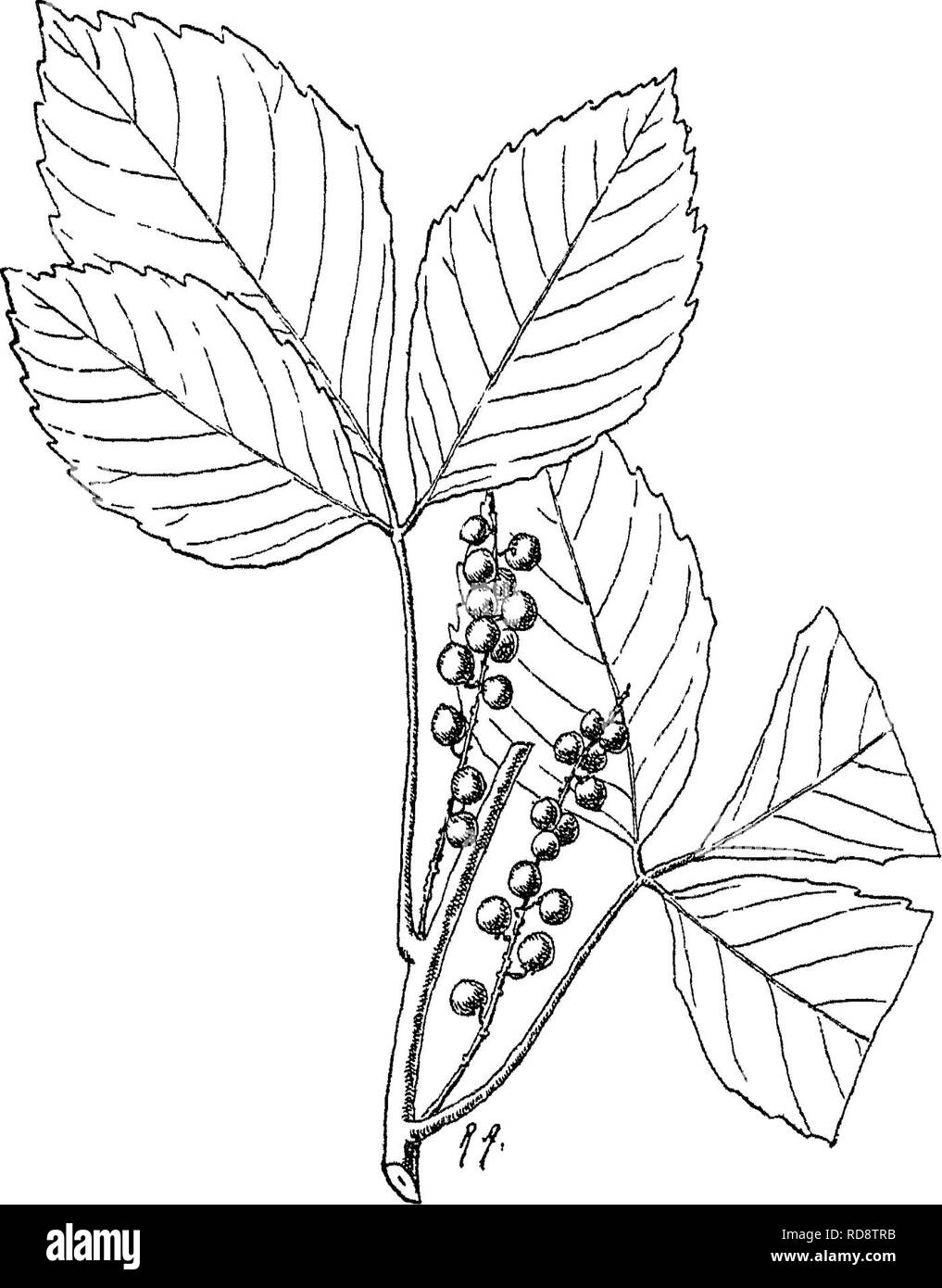 . Alberi indiano : un account di alberi, arbusti, woody scalatori, bambù e palme indigene o coltivati comunemente nel British impero indiano. Alberi. 186 XXXIX. [SAPINDACEiE Allophylub short pedicels in piccoli fascicoli su strette spiciforin racemi ascellari, spesso paniculate, generalmente strigose. Sepali e petali quasi glabrous out- 'rimanete. Carpels Eipe solitamente solitaria, in. diam., ovoidale, v ../^ ifk througliout Comuni della penisola occidentale. Assam, Klia&amp;i colli, Cliittagong, Bur- ma Fl. Maggio-luglio. Un superare- ingly impianto variabile. 2. A. concanicus, Eadlkofer. Konkan, Mira colle nei pressi di Bomba Foto Stock