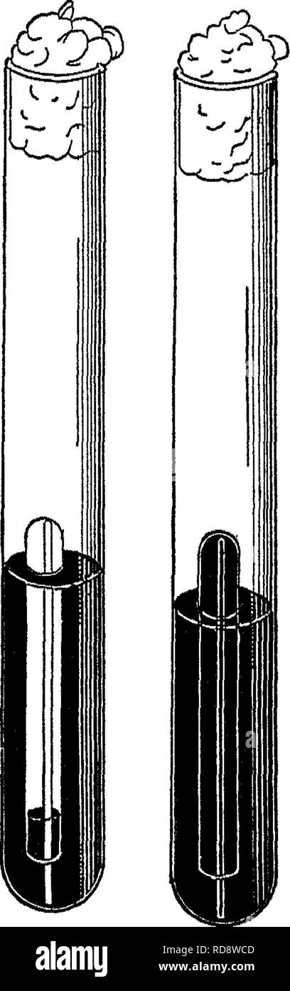 . Batteriologia e micologia degli alimenti. Il cibo. 4l^% una figura 1 : Tipi di tubi di fermentazione. Af Brown, J5, Smith è C, Smith, senza piedi, D, Tombe' modifica del Durham tubo di fermentazione. D capsule di Petri. Questi dovrebbero essere di circa 10 cm. di diametro, avendo così un'area di circa 65 cm2. Sia il vetro poroso o di sommità può essere utilizzato. Il materiale poroso tops ideato da Hill impedire la diffusione delle colonie che appaiono così spesso su capsule di Petri in condizioni di tempo umido. Molto spesso è molto difficile per fissare capsule di Petri con fondo piatto. Questo è essenziale per una distribuzione uniforme di batteri sopra la piastra e un unif. Foto Stock