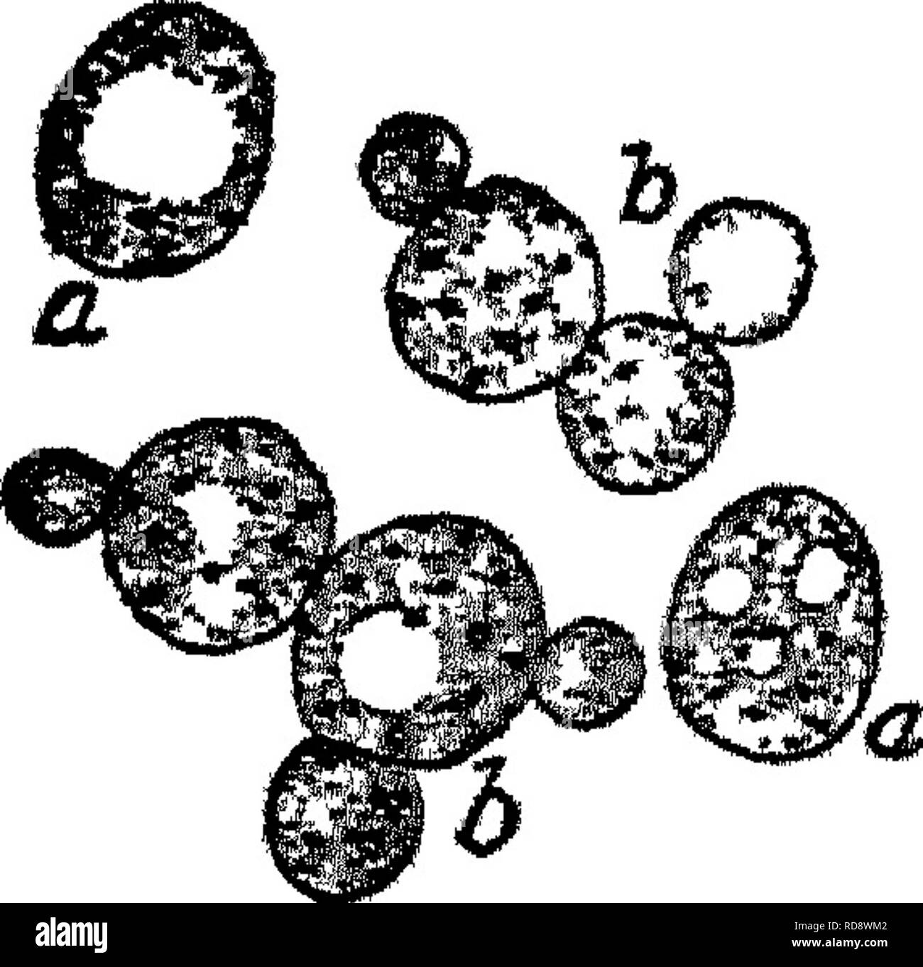 . Agricolo di batteriologia; uno studio del rapporto di germe di vita la fattoria, con esperimenti di laboratorio per gli studenti, i microrganismi di suolo, fertilizzanti, liquame, acqua, prodotti lattiero-caseari, dei vari prodotti di fattoria e di malattie di animali e piante. Batteriologia, agricolo. Che cosa sono i microrganismi Q leggermente allungata (Fig. 4, a). Essi non formano il micelio e non è in grado di forzare il loro modo in sostanze dure. Il loro capo char- acteristic è il loro metodo di riproduzione mediante un processo chiamato germogliare. Vi compare sul lato della cellula di lievito un minuto bud, che continua ad aumentare di dimensioni unt Foto Stock