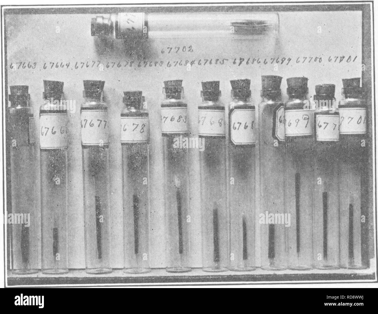 . I batteri in relazione alla fertilità del suolo. Microbiologia del suolo; batteriologia, agricolo. 2o6 batteri e la fertilità del suolo. Veleni metallici.-rame, piombo e arsenico a volte si verificano naturalmente in modo nativo il suolo agricolo e a volte vengono aggiunte a suoli da spruzzi e da fonderia fumi. Quindi la questione nat- urally nasce come per l'influenza che essi stanno andando avere sulla microflora del terreno. È inoltre di economica impor- tanza come qualsiasi fattore che modifica la flora batterica deve necessariamente influenza- ence il raccolto. Sono stati fatto estesi studi sull'influenza dei vari arsenico Foto Stock