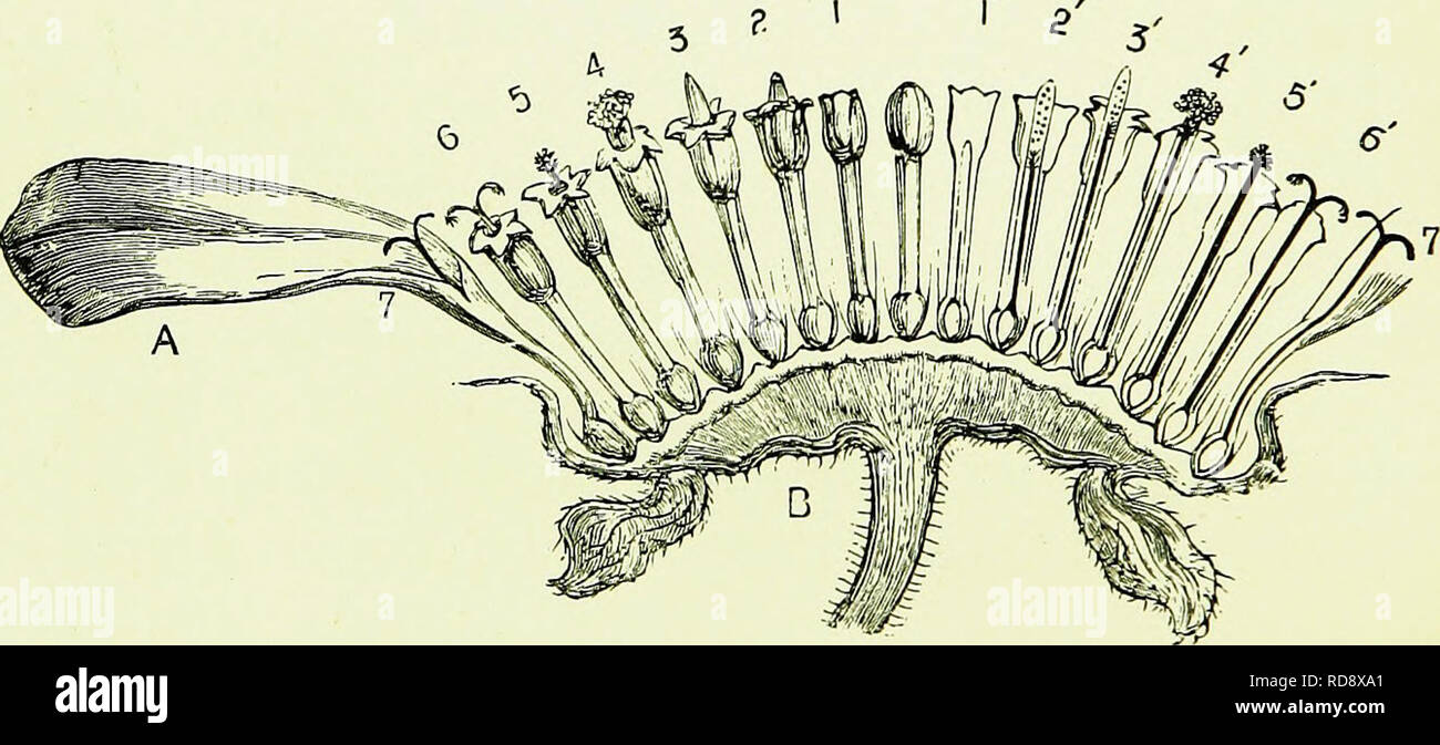 . Api &AMP; l'apicoltura; scientifico e pratico. Un trattato completo sull'anatomia, fisiologia, relazioni floreali e proficua gestione dell'alveare bee. La cultura delle api; le api. 302 API E APICOLTURA. ing per indicare come prima che il grano di polline ha la sua dimensione alloggiato per la lunghezza del tubo è di produrre. L'apicoltore in possesso di queste piante non mancherà mai una fonte di divertimento e in- struction sia per se stesso e i suoi amici. L'ordine composito, che abbraccia non meno di circa 10.000 specie, di cui 113 sono inglesi, include molte piante che sono della massima u Foto Stock