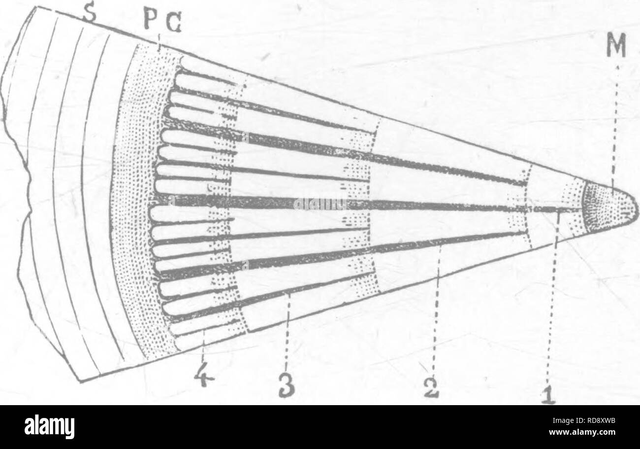 . Legno; un manuale di storia naturale e applicazioni industriali dei legnami del commercio. Legno; legname. 24 di legno di quercia generale troviamo, con lo stesso generale disposizione esogeno di midollo, corteccia, cuore-legno, sap-legno, arido anelli annuali, sensibilmente maggiore complessità nella varietà e il raggruppamento di elementi di cui i tessuti sono realizzati in alto (Fig. 18). L'albedo presenta Fig. 19.âTransverse sezione di quercia, pliotogi-aphed direttamente dalla natura. notevole varietà tra i boschi di latifoglie, così da poter essere utilizzato in qualche misura per discriminare i boschi visto nel completare sezioni trasversali. In tal modo in Foto Stock