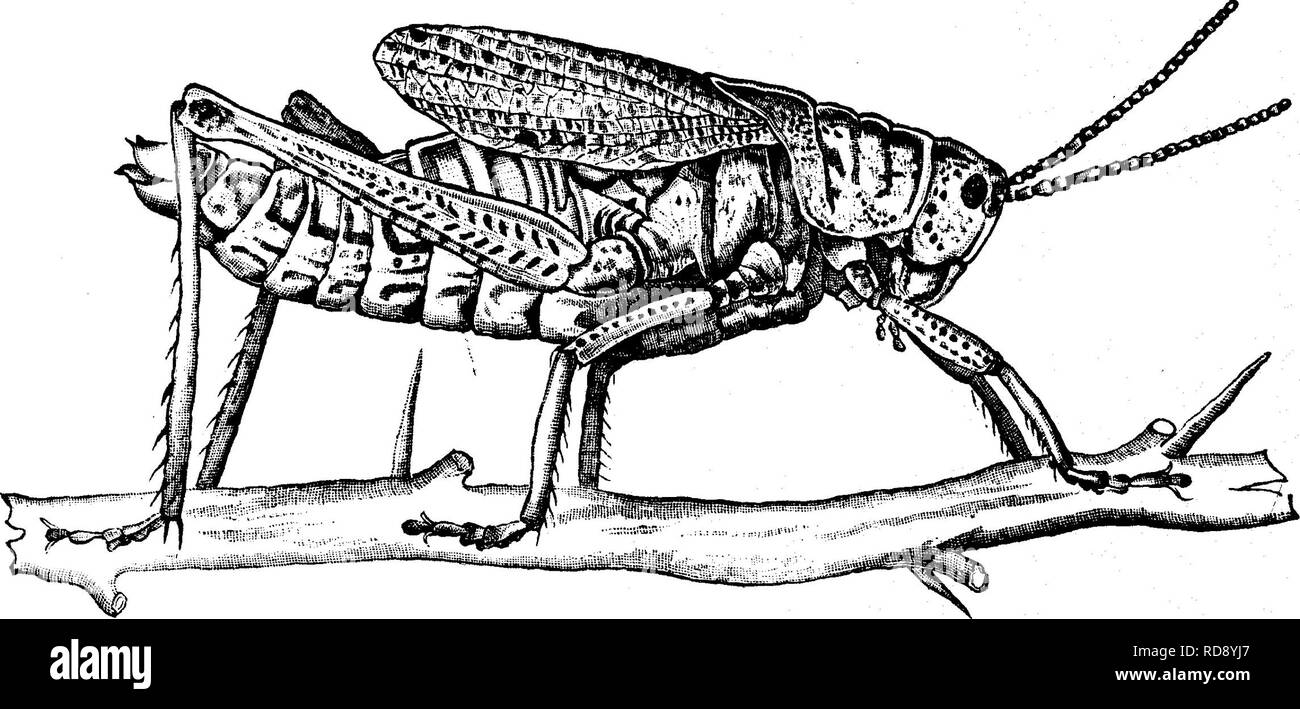 . Insetti dannosi per la frutta. Illustrato con quattro cento e quaranta legno-tagli. Pesti di insetto. 386 insetti dannosi per il colore arancione. ala-casi ombreggiata con rosy rosa e bloccate e macchiato con nero. Le larve sono conformate come la coppia di insetti, ma non hanno le ali. Essi sono di colore nero e sono a strisce e nastrare con arancio-giallo. Le ali del perfetto insetto (vedere Fig. 395) sono così breve di raggiungere solo a metà per la Fig. 395.. Fig. 396. estremo dell'addome-che sono abbastanza inutili ai fini del volo. Le loro uova vengono depositati nel terreno. Poiché non sono in grado di volare, possono facilmente Foto Stock