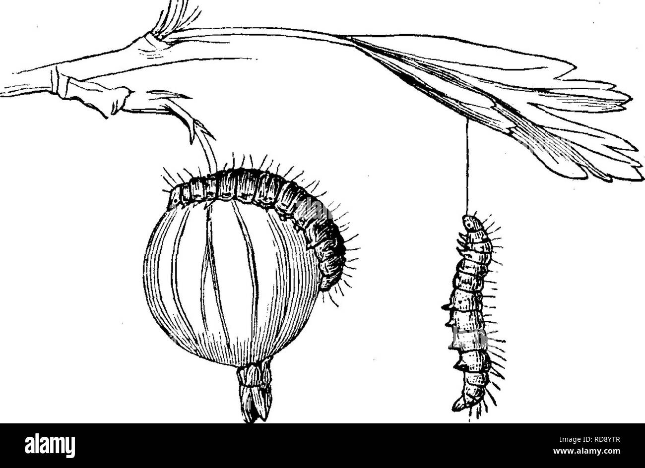 . Insetti dannosi per la frutta. Illustrato con quattro cento e quaranta legno-tagli. Pesti di insetto. 358 insetti dannosi per l'uva spina. prima che esso raggiunga il bordo anteriore dell'ala. In prossimità del bordo esterno è un'altra banda trasversale, che racchiude un colore biancastro a zig-zag; vi è anche una fila di punti nerastro all'interno del margine esterno, mentre le vene e le loro succursali sono di colore bianco; il liind ali sono più pallida e dusky. La testa, le antenne, il corpo e le gambe sono tutti di colore grigio pallido, bianchi più al di sotto rispetto a quanto indicato sopra. L'insetto deposita le sue uova sul giovane uva spina poco dopo che essi sono stati impostati. L'uovo portelli presto, quando th Foto Stock