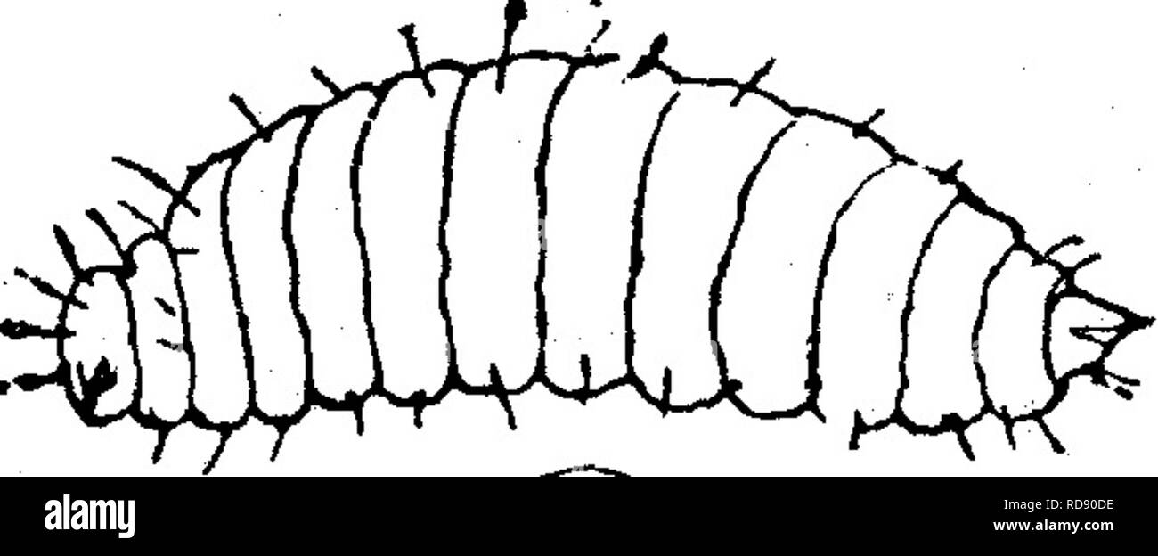 . Insetti dannosi per la frutta. Illustrato con quattro cento e quaranta legno-tagli. Pesti di insetto. Attaccare la frutta. 297 Fig. 308.. *È&GT; circa la metà di agosto alcune bacche in grappoli di uva può essere visto shrivelling fino; sull'apertura di questi, molti di loro saranno trovati contenere solo un seme, e quella di un insolitamente grandi dimensioni; le altre grandi^bacche contengono due semi, anche gonfio, la maggior parte dei semi aventi una macchia scura da qualche parte sulla loro superficie. Sul taglio di aprire questi semi, il kernel sarà trovato quasi entirelv consumato e la cavità occupata da un piccolo, bianco latte, footles Foto Stock