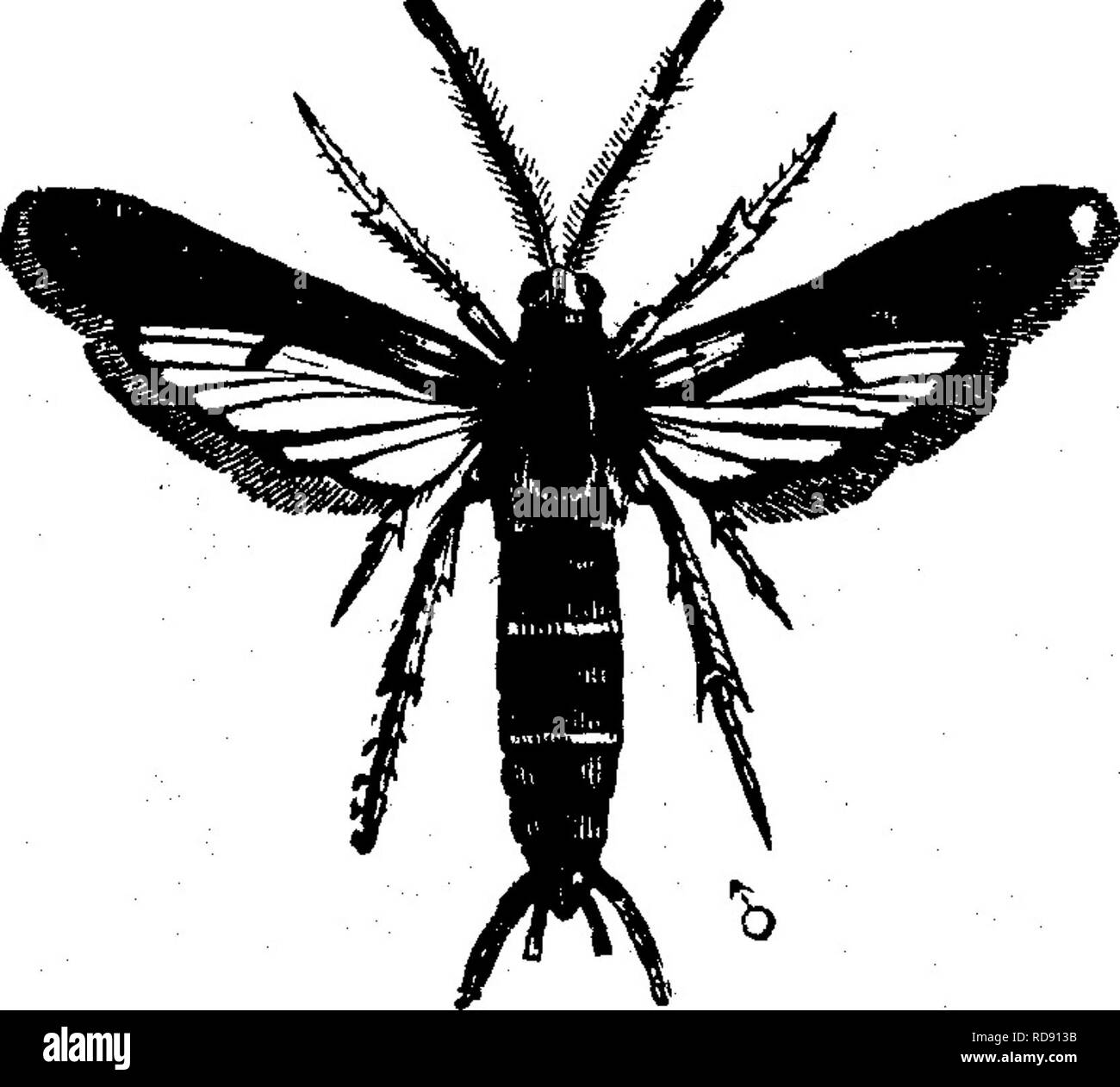 . Insetti dannosi per la frutta. Illustrato con quattro cento e quaranta legno-tagli. Pesti di insetto. i)e così le sue devastazioni può essere impedito mediante innesto di altri vitigni radici di Scuppernong. Quando si è constatato che i dispositivi di prelievo sono al lavoro su una vite di messa a terra devono essere rimossi da sopra le radici e gli invasori hanno cercato e distrutti; acqua calda applicati circa le radici è detto per ucciderli. Come misura preventiva, lo stampaggio del vigneto, come raccomandato per i peschi, sotto la testa del pesco- albero borer. No. 97, sarebbe probabilmente utile. No. 125.-l'uva dalla fillossera. Phyl Foto Stock