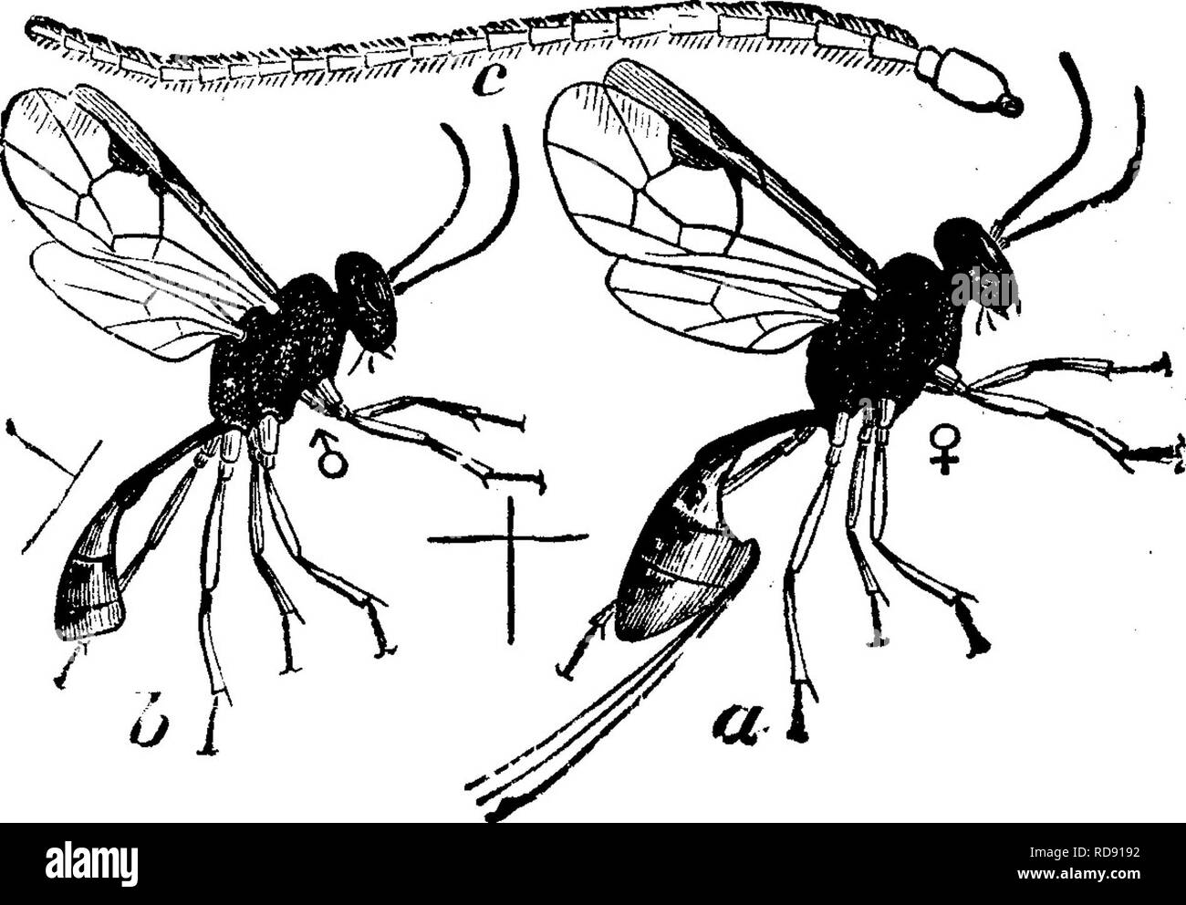 . Insetti dannosi per la frutta. Illustrato con quattro cento e quaranta legno-tagli. Pesti di insetto. detto di cercare e devot^r di grandi quantitativi di uova del curculio. Fig. 199. Due specie di parassiti sono noti per attaccare la larva di questo organismo nocivo. Uno, noto come Sigalphus curculio parassita, Sigalphus curculionis Fitch, è un piccolo^ nero, quattro-winged fly, rep- risentì in Fig. 198, dove a rappresenta il maschio e b femmina. Con il suo forte ovipositor la femmina punge la pelle del curculio larva, Fig. 200. ^ ^ -. Io e deposita un uovo sotto- neath, che nel tempo produce una larva, un Foto Stock