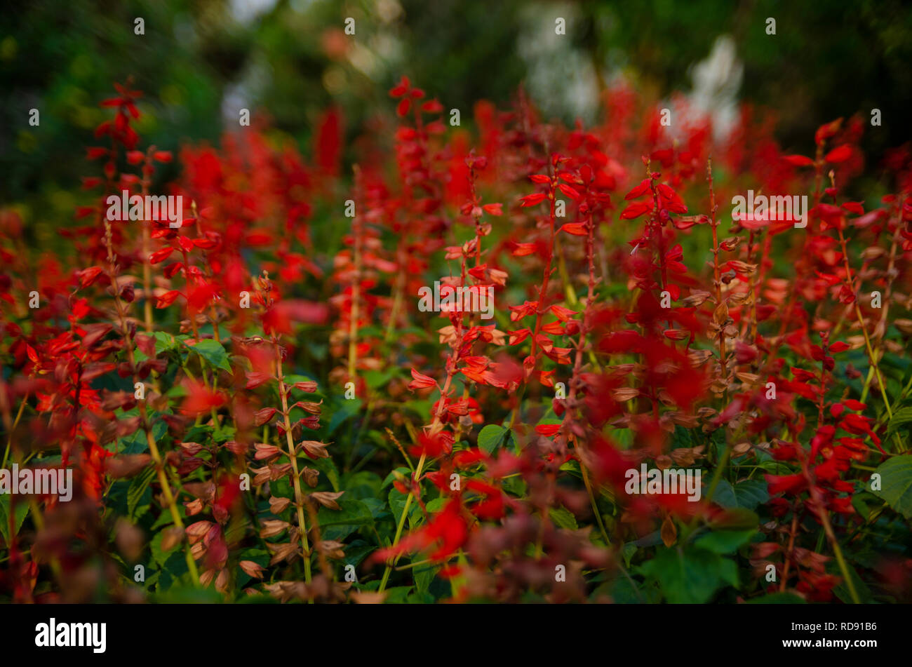 Lobelia Cardinalis, Cardinale fiore forse. Non è sicuro. Foto Stock