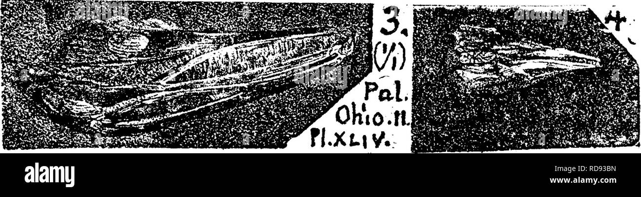 . Un dizionario dei fossili di Pennsylvania e gli Stati limitrofi denominato nelle relazioni e nei cataloghi del sondaggio ... Paleontologia. dominal aste, e di alcuni fan-simili Spine neurali della spina dorsale. È delle dimensioni di P. pectinatus^ e forse essere- anela a che specie. Misure di carbone. XIIL Ptyonius ? Vista laterale della testa di uno di questi il carbone misurare rettili a Linton, O. Pal. Ohio, Vol. 2, la piastra 44, fig. 3, dimensione naturale. Un altro cranio è mostrato sulla piastra 35, fig. 4, anche la dimensione naturale. Nessuno di questi rettili sono state riconosciute come ancora in Pennsylvania, ma vi è ogni reas Foto Stock