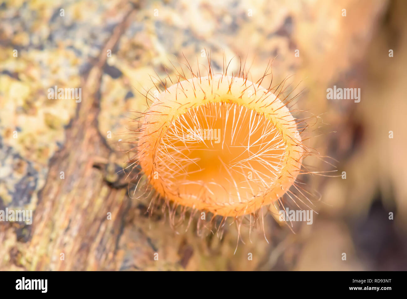 Cookeina è un genere di tazza di funghi in famiglia Sarcoscyphaceae, i membri dei quali possono essere trovati nelle regioni tropicali e subtropicali del mondo. Foto Stock