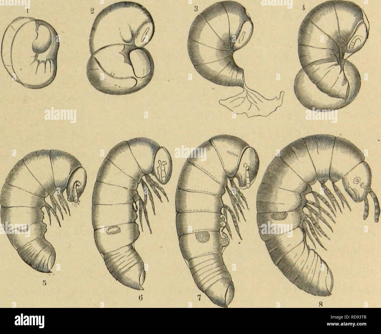 . MeÌtamorphoses mÅurs istinti et des insectes (insectes, myriapodes, arachnides, crustaceÌs). Insetti; insetti; Myriapoda; Arachnida; Crostacei. LES MYRIAPODES. 665 La marche du dÃ©veloppement chez les Myriapodes est d'onu haut intÃ©rÃªt. Ces animaux, qui Ã l'Ã©tat adulte rappellentles seduce de certuni Vers marins, les NÃ©rÃ©ides par esempio, et diffÃ¨affitto d'une faÃ§su alors si frappante des Insectes, ressemljlont Ã ces derniers dans leur premier Ã¢ge. Les Myriapodes n'ont d'abord que trois paires de pattes". Le fait fut constatÃ© au siÃ¨cle dernier. DliVEI.OI'PEUENT UU lULIÃ TEllUESTllE ( Foto Stock