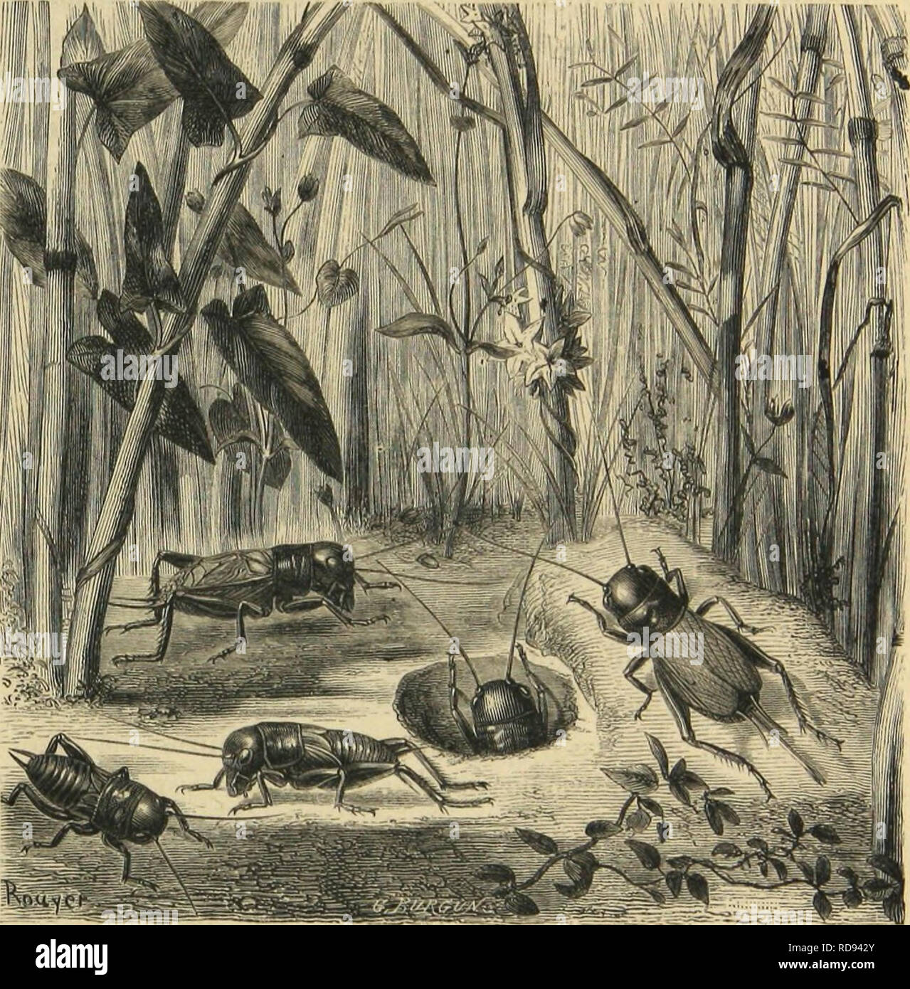 . Me?tamorphoses moeurs et istinti des insectes (insectes, myriapodes, arachnides, crustace?s). Insetti; insetti; Myriapoda; Arachnida; Crostacei. LES OIITHOPTEIIKS. 581 pour s'y ét!il)lir, celles des jardins et surtout des potagers. Ils pra- tiquent des galeries, coupant les racines, mangeant des racines et aussi les Vers ou les larves qu'ils rencontrent en cheminant.. Metamorfosi DU GUII.I.SU DES CHAMPS {Cryflus campeslris). I^'autcur d'onu mémoire sur la Courtilièrc, Le Féburicr, un affirmé que cet Oi'thoptèi'c était uniquement carnassier; c'est une erreur : le Taupe-Grillon rogna sarcoptica volontie Foto Stock