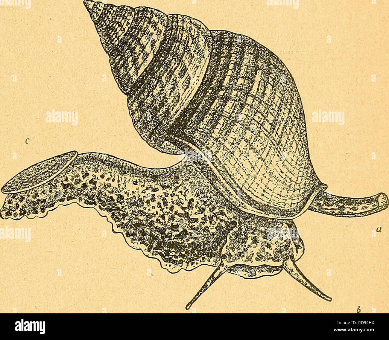 . Einführung in die europäische Meeresmolluskenfauna an der mano Hauptrepräsentanten ihrer. . Text-Fig. 14. Clio flaves- cens (nach Brehm). / Flossen. Text-Fig. 15. Weilenhorn, Buccinum undatum (nach Martens). Un Atemröhre, b Fühler, c Deckel. Die Flossenfüßer (Pteröpoda), Auch Ruderschnecken ge- nannt, werden am besten als eigene und zwar als die zweite Klasse der Mollusken eingereiht. Es herrschen darüber unter den Forschern noch heutzutage verschiedene Ansichten, weil die organizzazione dieser ge- schöpfe den Schnecken oder Bauchfüßern gegenüber eine höhere teils, teils auch niedrigere Ausbild Foto Stock