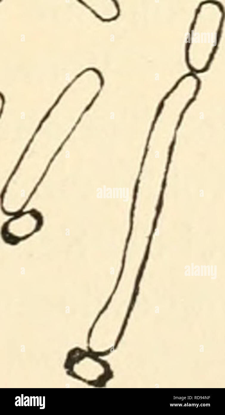. Einfhrung in die Agrikulturmykolgie. Microbiologia del suolo; funghi del suolo. Fig. 6. o Bacillus subtilis; 6 Bacillus mesen|tericus vulgatus (Bacillus vulgatus): e Proteus vulgaris (Bacillus vulgaris). Vergr. 1000. Nach W. Migula. Q00ü<2£o^ ^ oOOC? Und gleiches gilt natür- lich auch für die Eiweißsynthese, aber auch die Elemente Schwefel und fosforo, die das Eiweißmole- kül zusammensetzen, sind dabei wesentlich beteiligt. Im Boden findet sowohl eine Fäulnis und Ver- wesung tierischer Körper und Stoffe, als auch solche von Pflanzenstoffen statt. Schon Pasteur(l) wies auf die Bedeutung anaerober Bak Foto Stock