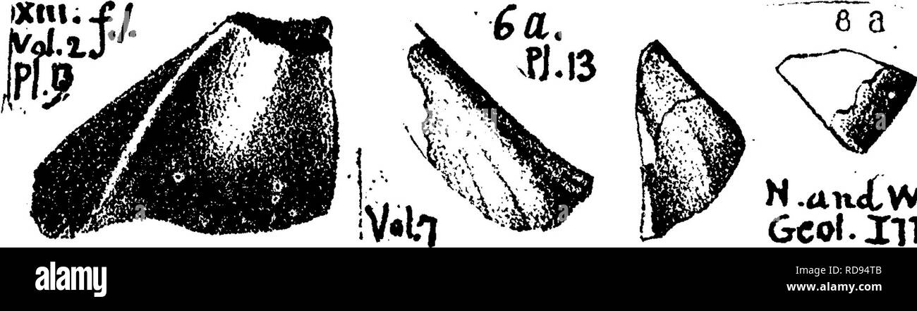 . Un dizionario dei fossili di Pennsylvania e gli Stati limitrofi denominato nelle relazioni e nei cataloghi del sondaggio ... Paleontologia. Orthonijchia comta. Vedere Platyceras conica. VIII1X Orthonychia lodiensis. Vedere Platyceras lodiense. X. Orthopleurodus carbonarius. {Deltodus anffularis)^ew- berryand Wor- quindi, Geo. Sur. Ill.,vol2,1866, pagina 97, la piastra 9, figg 1, (Bel tod^ang u- laris^) bat k tuoth ot il pesce, visto da sopra. La Salle, 111., carbone misure.-Vol. 7, 1883, pagina 192, (Sandalodus carlona- rius) fig. 6(^, ganascia posteriore dente nella ganascia sinistra, visto da sopra e. Si prega di notare che queste mi Foto Stock