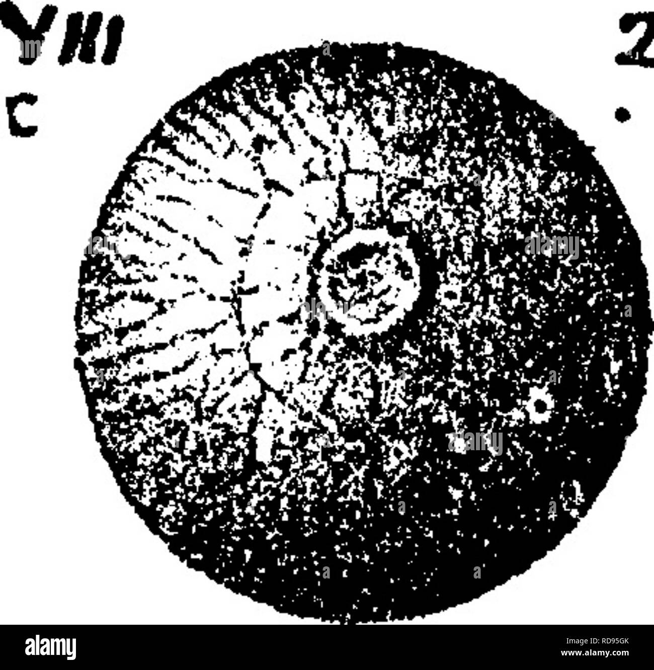 . Un dizionario dei fossili di Pennsylvania e gli Stati limitrofi denominato nelle relazioni e nei cataloghi del sondaggio ... Paleontologia. Orthoc. 544. 23^pE^. Orthoceras caelamen (in parte uguale 0, nuntium^ e 0, crotahcm^ che vedere.) Hall, Pal. N. Y. 1879, pagina 298. pi. 113, f. 23, pi. 43, f. 15; dif- fering dalle altre due specie in orna- attuazione, la frequenza di squilli, ecc. Carni di montone- ville e Moravia, N. Y. Hamilton.-In Pennsylvania, andare? P. 235, Marshall's Creek, Monroe Co. F. &AMP; G. collezioni, Spec. 804-52, 804-63, in Hamilton led, VIII c Orthoceras capitolinum, SnfFord Geol. Tennessee 1 Foto Stock