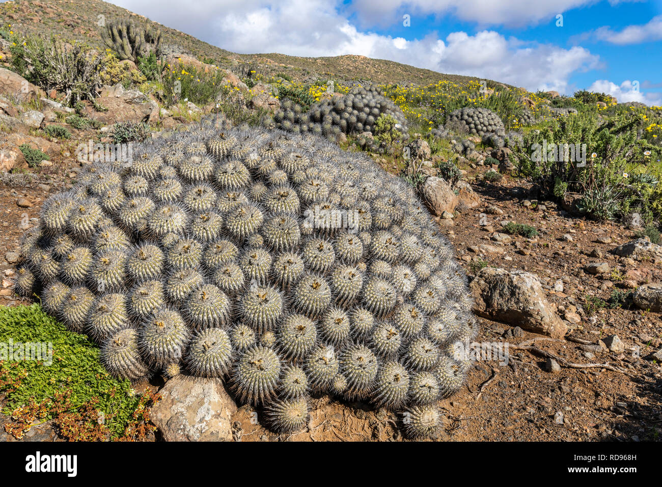 Carrizalensis Copiapoa Cactus a Llanos de Challe National Park, una specie endemica che cresce solo al deserto di Atacama in questo fantastico parco nazionale Foto Stock