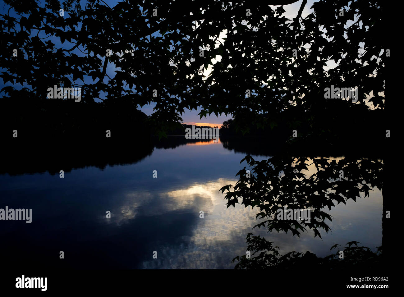 Crepuscolo fine prima del sorgere del sole come visto attraverso la chioma di un dolce americano gum tree al Lago di Johnson Park in Raleigh North Carolina. Foto Stock