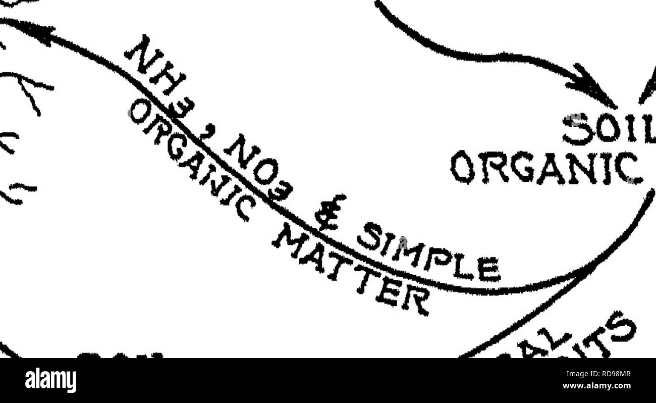 . La natura e le proprietà dei suoli; un collegio testo di edafologia. Suoli. •AMIMAL "^^'^^OREEN concimi chimici residui di raccolto 501L di materia organica. Si prega di notare che queste immagini vengono estratte dalla pagina sottoposta a scansione di immagini che possono essere state migliorate digitalmente per la leggibilità - Colorazione e aspetto di queste illustrazioni potrebbero non perfettamente assomigliano al lavoro originale. Lione, T. L. (Thomas Lyttleton), 1869-1938; Buckman, Harry Oliver, 1883-. New York, Macmillan Foto Stock . La natura e le proprietà dei suoli; un collegio testo di edafologia. Suoli. •AMIMAL "^^'^^OREEN concimi chimici residui di raccolto 501L di materia organica. Si prega di notare che queste immagini vengono estratte dalla pagina sottoposta a scansione di immagini che possono essere state migliorate digitalmente per la leggibilità - Colorazione e aspetto di queste illustrazioni potrebbero non perfettamente assomigliano al lavoro originale. Lione, T. L. (Thomas Lyttleton), 1869-1938; Buckman, Harry Oliver, 1883-. New York, Macmillan Foto Stock