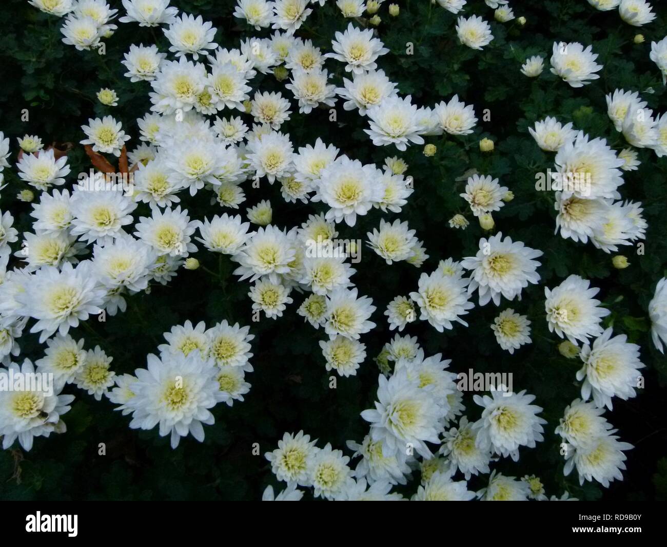 Anthemis maritima Jardin des Plantes de Paris 2. Foto Stock