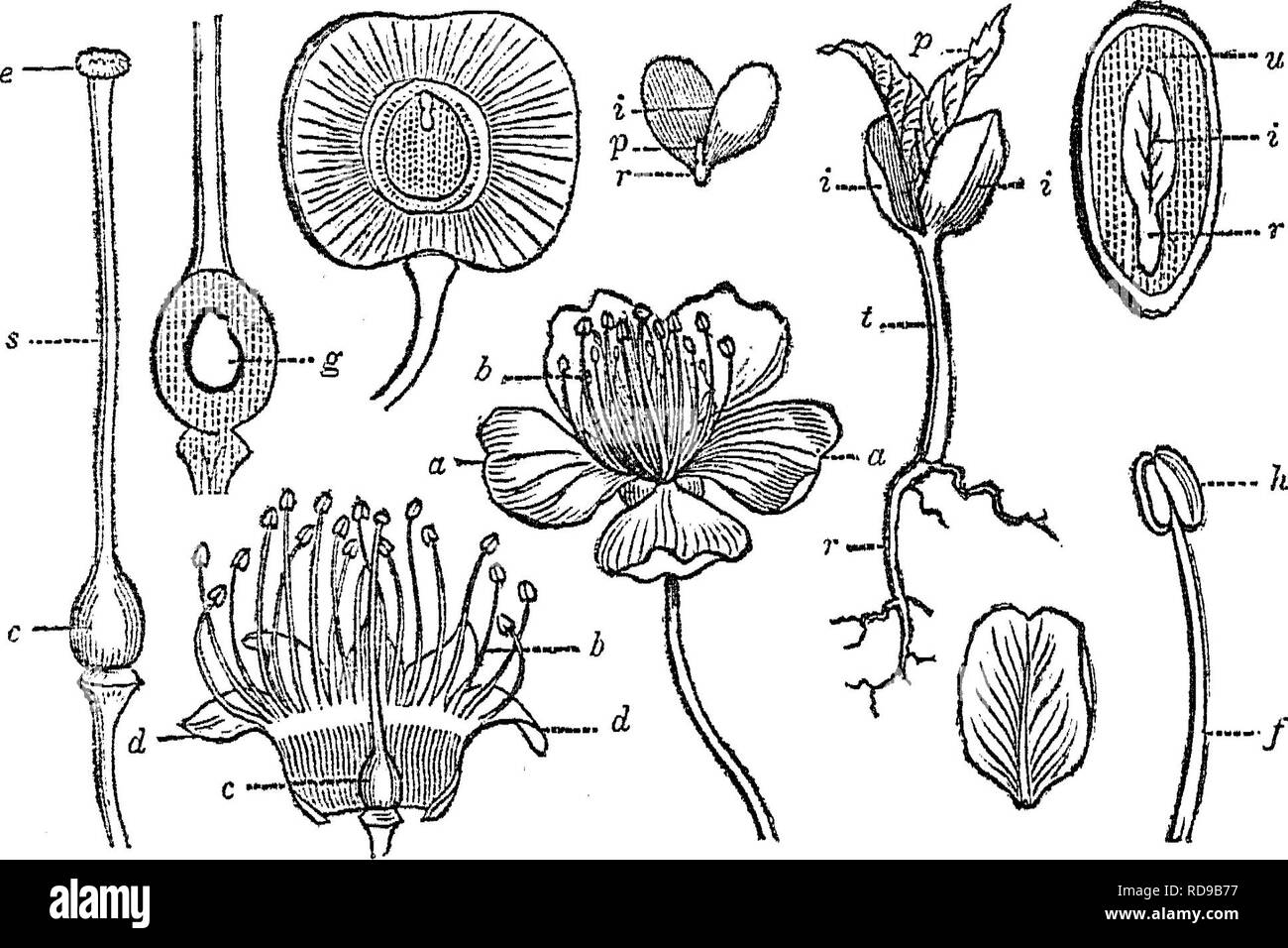 . Una relazione sugli alberi e cespugli che crescono naturalmente nelle foreste del Massachusetts : pubblicato piacevolmente per un ordine del legislatore, dai commissari sul zoologiche e botaniche di rilevamento dello stato. Alberi e arbusti; 1846. 33 piante legnose del Massachusetts. ciliegia, è chiamato a drupa. A Samara è un dado con un margine alato, come la chiave di acero o il seme alato di olmo. Una capsula è un frutto secco costituito da un composto dell'ovaio e aprire- ing di per sé, come il seme-nave di kalmia, o spargere il suo seme attraverso le fessure, come in il papavero. Una mela è una mela o un frutto che assomiglia a un ap Foto Stock