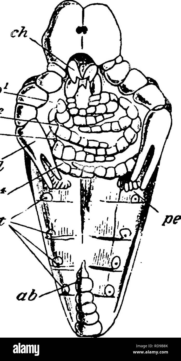 . Il Eurypterida di New York. Eurypterida; Paleontologia. Il EURYPTERIDA DI NEW YORK 145 P con quella del merostomes, ma risulta esistere da begin- ning un sorprendente diiference nella forte differenziazione dei preab- domen e il postabdomen presto nella vita embrionale dello scorpione, mentre nel eurypterids che la differenza tra le due parti dell'addome è ancora obsctire nella larva, come è in Limulus. In scorpione il preabdomen è ampio e ingombranti mentre il postabdomen o coda è bruscamente impostato su off, molto stretta e flesso su ^ superficie ventrale vedi testo fi Foto Stock