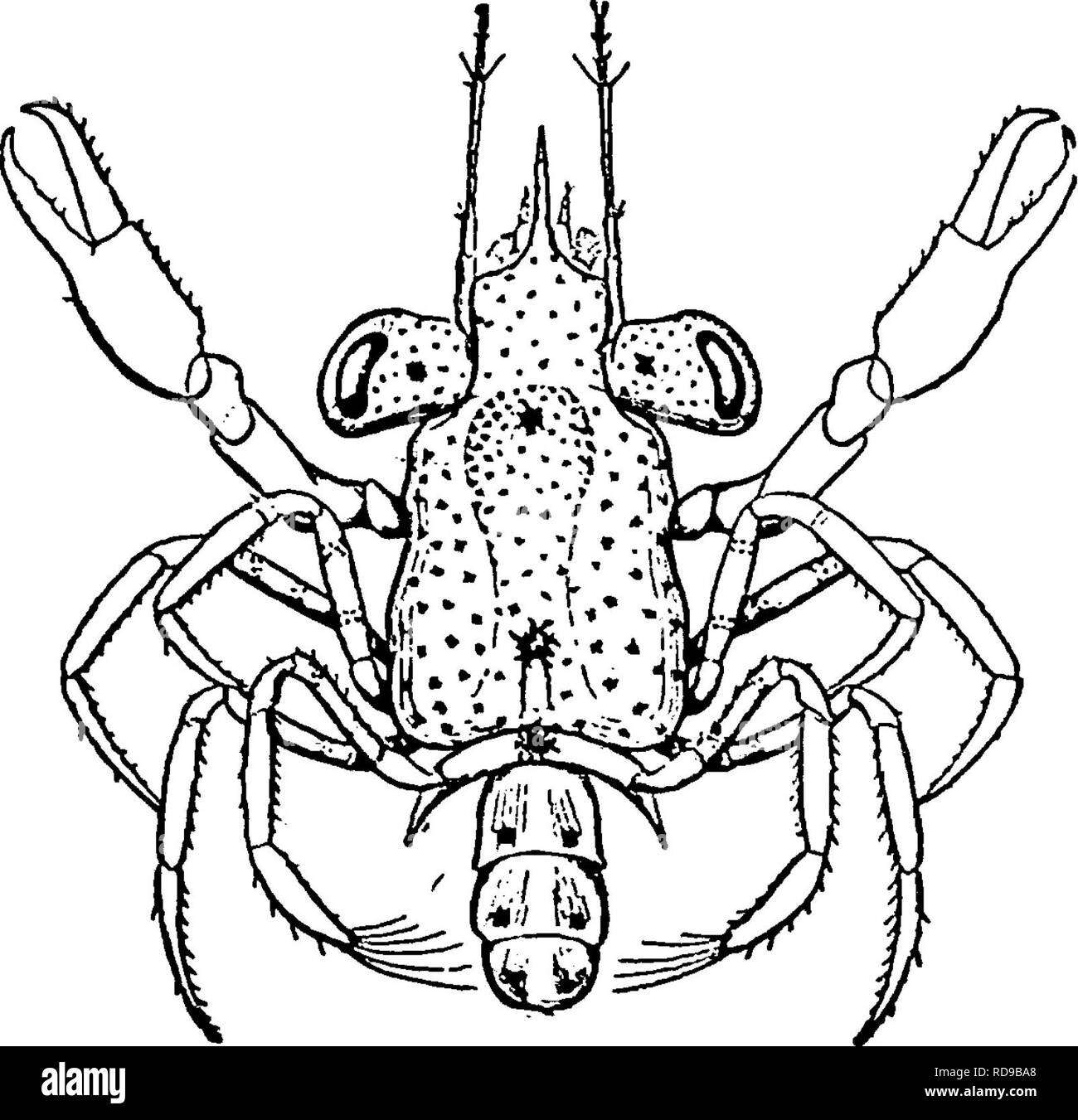 . Il Eurypterida di New York. Eurypterida; Paleontologia. Il EURYPTERIDA DI NEW YORK 119 mancanza di sviluppo dell'addome nelle fasi precedenti e corrisponde ad un simile antecedence nello sviluppo del cephalothorax in Limulus manifesto soprattutto nelle fasi embryological. Da prove geologiche e ragioni teoriche, appena la retromarcia viene ad essere postulato nella Filogenesi della eurypterids, cioè un precedente sviluppo più debole del cephalothorax. La maggiore dimensione del carapace in tali trilobiti come Harpes è considerato come un carattere larvale trattenuto alla maturità, ma questo non è evi Foto Stock