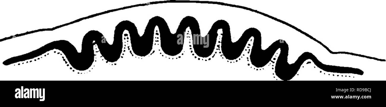 . Il Eurypterida di New York. Eurypterida; Paleontologia. --Rt. La figura 8 Limulus. Due ommatidia mostrato a fianco a fianco, parzialmente schematica. La spessa corpo non ombreggiata è la chitina- le unità organizzative a copertura dell'occhio. L. lente, cono di raccordo nella depressione della pelle. Rt. retinula. G. cellule ganglionari. (Da Watase) Figura 9 Schema dell'Occhio composto di Limulus, il nero, linea pesante che rappresenta il ectoderm e ciascun avvallamento in questo strato corrispondente ad un ommatide. (Da) Watase sviluppato come per sfuggire alla osservazione. Non vi sono record per quanto siamo a conoscenza, sia tra le forme viventi, o tra i fos Foto Stock