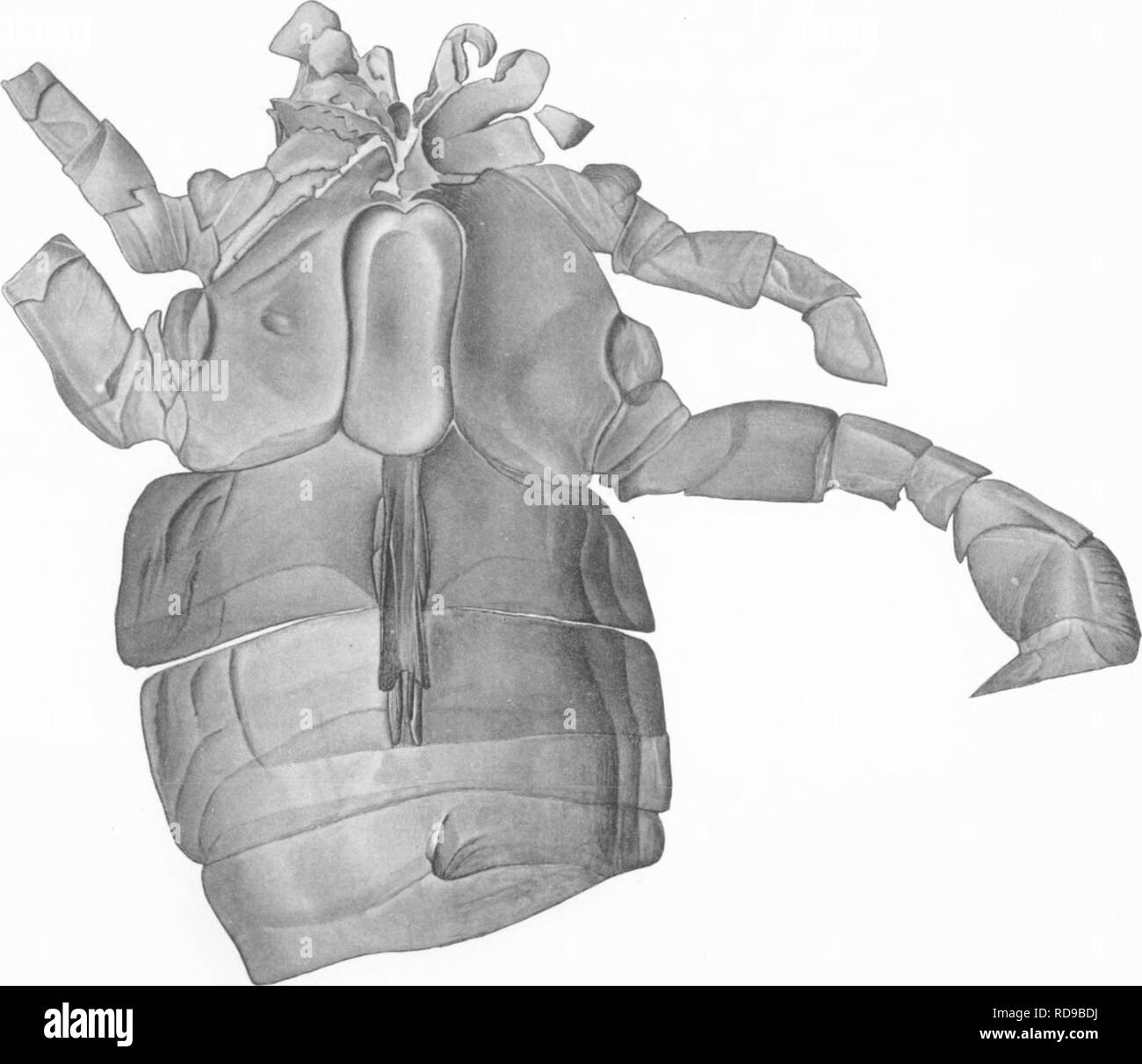 . Il Eurypterida di New York. Eurypterida; Paleontologia. EURYPTERIDA Memoir 14 NY Museo di Stato la piastra 44. EW.C.poco del. J B Lyon Co membro Pnnter. Si prega di notare che queste immagini vengono estratte dalla pagina sottoposta a scansione di immagini che possono essere state migliorate digitalmente per la leggibilità - Colorazione e aspetto di queste illustrazioni potrebbero non perfettamente assomigliano al lavoro originale. Clarke, John Mason, 1857-1925; Ruedemann, Rudolf, 1864-1956. Albany, New York Stato Dipartimento Educazione Foto Stock