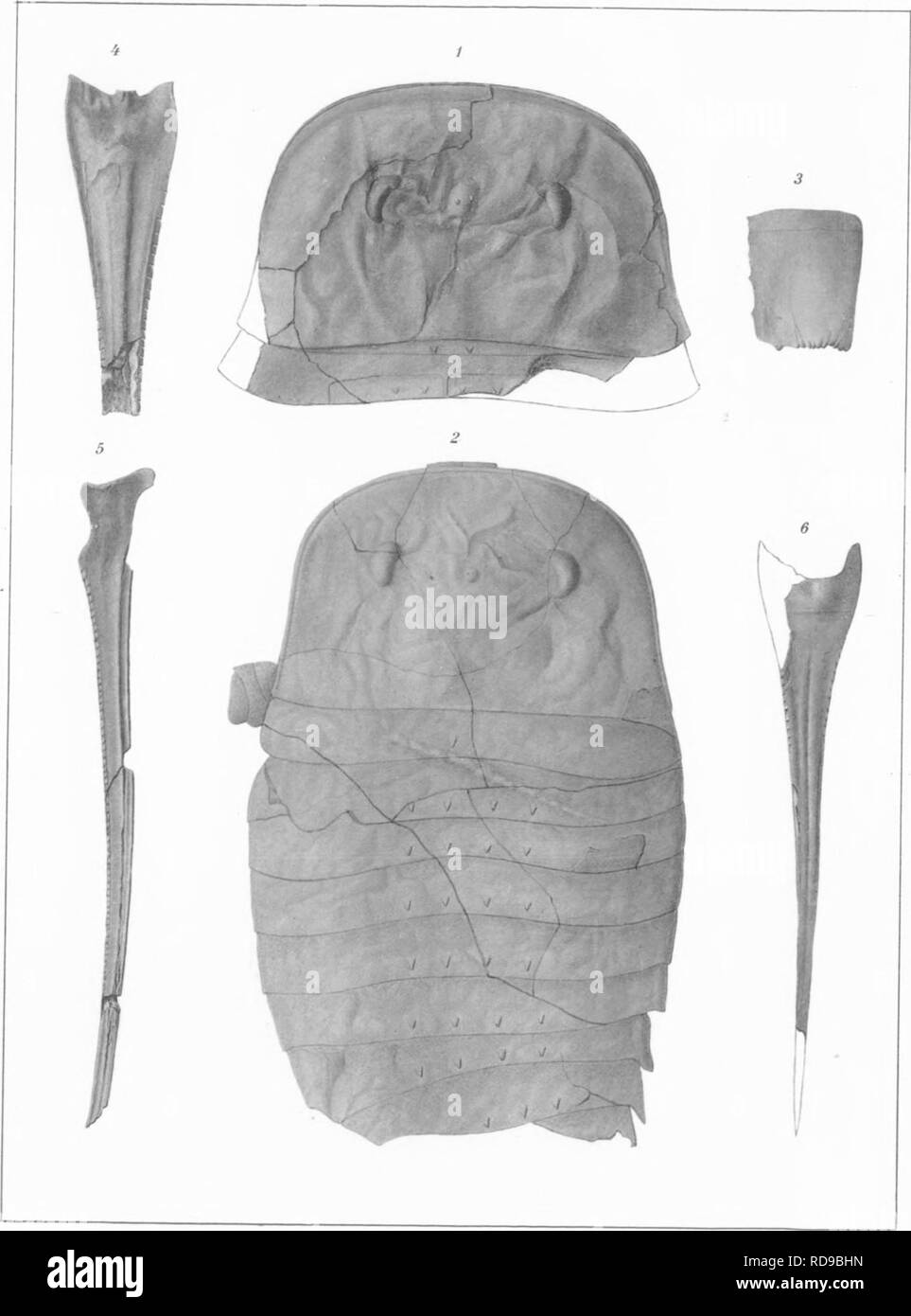 . Il Eurypterida di New York. Eurypterida; Paleontologia. EURYPTERIDA Memoir 14. New York. Il Museo di Stato della piastra 15. G S Barkentin del J B Lyon Co Stato stampante. Si prega di notare che queste immagini vengono estratte dalla pagina sottoposta a scansione di immagini che possono essere state migliorate digitalmente per la leggibilità - Colorazione e aspetto di queste illustrazioni potrebbero non perfettamente assomigliano al lavoro originale. Clarke, John Mason, 1857-1925; Ruedemann, Rudolf, 1864-1956. Albany, New York Stato Dipartimento Educazione Foto Stock