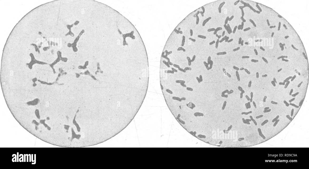 . Terreni produttivi; le basi del successo di gestione del suolo e proficua produzione di raccolto. Suoli. 180 organismi del terreno in relazione alla fertilità del suolo i batteri restituendo al suolo in grandi numeri. Qui essi possono rimanere per un considerevole periodo di tempo prima di avere la possibilità di inserire altre piante e ancora raccogliere azoto e moltiplicare. ^ Come la coltivazione di leguminose migliora i suoli.-La coltivazione delle leguminose da granella possono migliorare i suoli direttamente in due modi: mediante aggiunta di materia organica e aumentando il contenuto di azoto. La quantità di azoto che può essere effettivamente aggiunto al suolo in crescere- Foto Stock . Terreni produttivi; le basi del successo di gestione del suolo e proficua produzione di raccolto. Suoli. 180 organismi del terreno in relazione alla fertilità del suolo i batteri restituendo al suolo in grandi numeri. Qui essi possono rimanere per un considerevole periodo di tempo prima di avere la possibilità di inserire altre piante e ancora raccogliere azoto e moltiplicare. ^ Come la coltivazione di leguminose migliora i suoli.-La coltivazione delle leguminose da granella possono migliorare i suoli direttamente in due modi: mediante aggiunta di materia organica e aumentando il contenuto di azoto. La quantità di azoto che può essere effettivamente aggiunto al suolo in crescere- Foto Stock