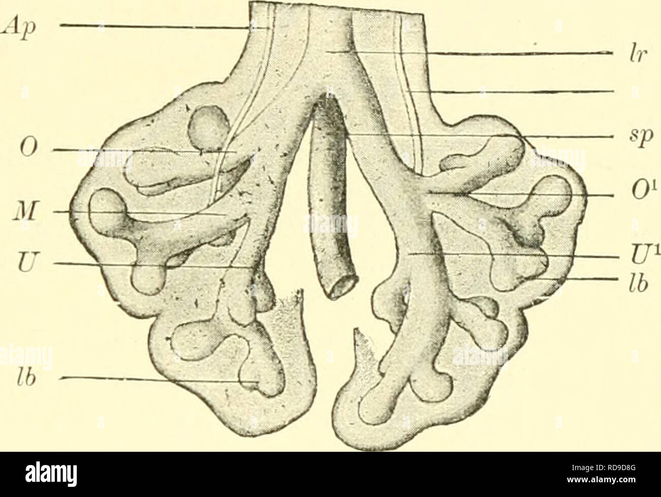 . Einführung in die vergleichende Anatomie der Wirbeltiere, für Studierende. Lungen. 343 Lungeiisack, sowie ein röhrenförmiges Ansatzstück, den primitiven Bi'Oilclms unterscheiden; Bronchen beide zusammen gehen oralwärts in die noch kurze trachea (Luftröhre) über. Am oberen Ende derselben, d. h. an der Äbgangsstelle des gesamten Tractus respiratorius vom primitiven Darmrohr, entwickelt sich der Laryiix (Kehlkopf). Daraus erhellt, dass der eigentliche Lungensack als das ältere phyletisch Gebilde, die Bronchien, Trachea und der Kehlkopf aber als s]&GT; ätere Erwerbungen zu essere- trachten sind. Stampi Foto Stock